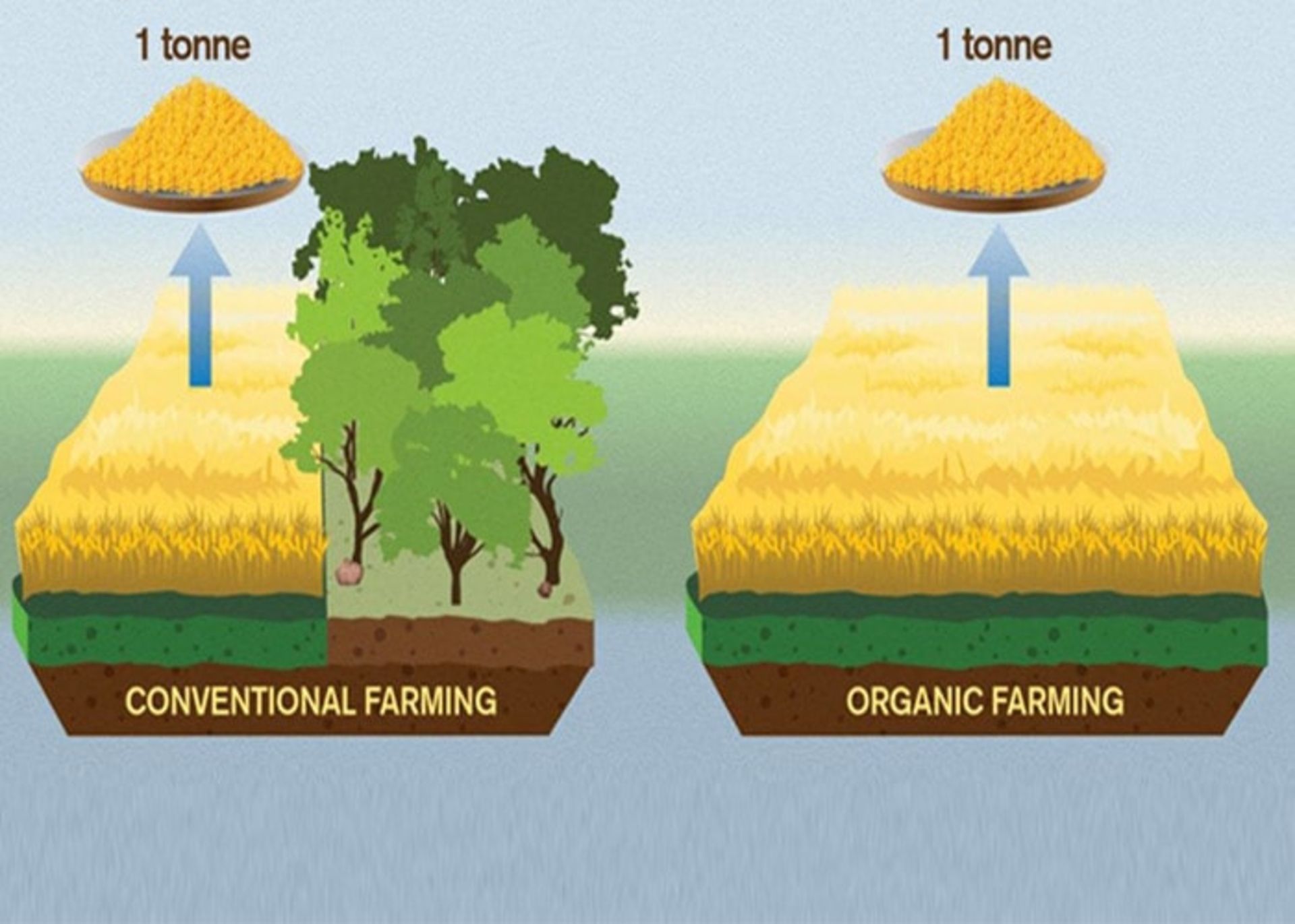 مقایسه کشاورزی ارگانیک با کشاورزش معمولی