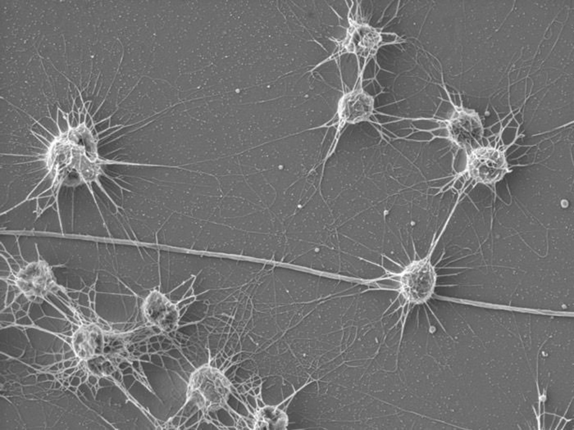 حیات ژرف / deep life