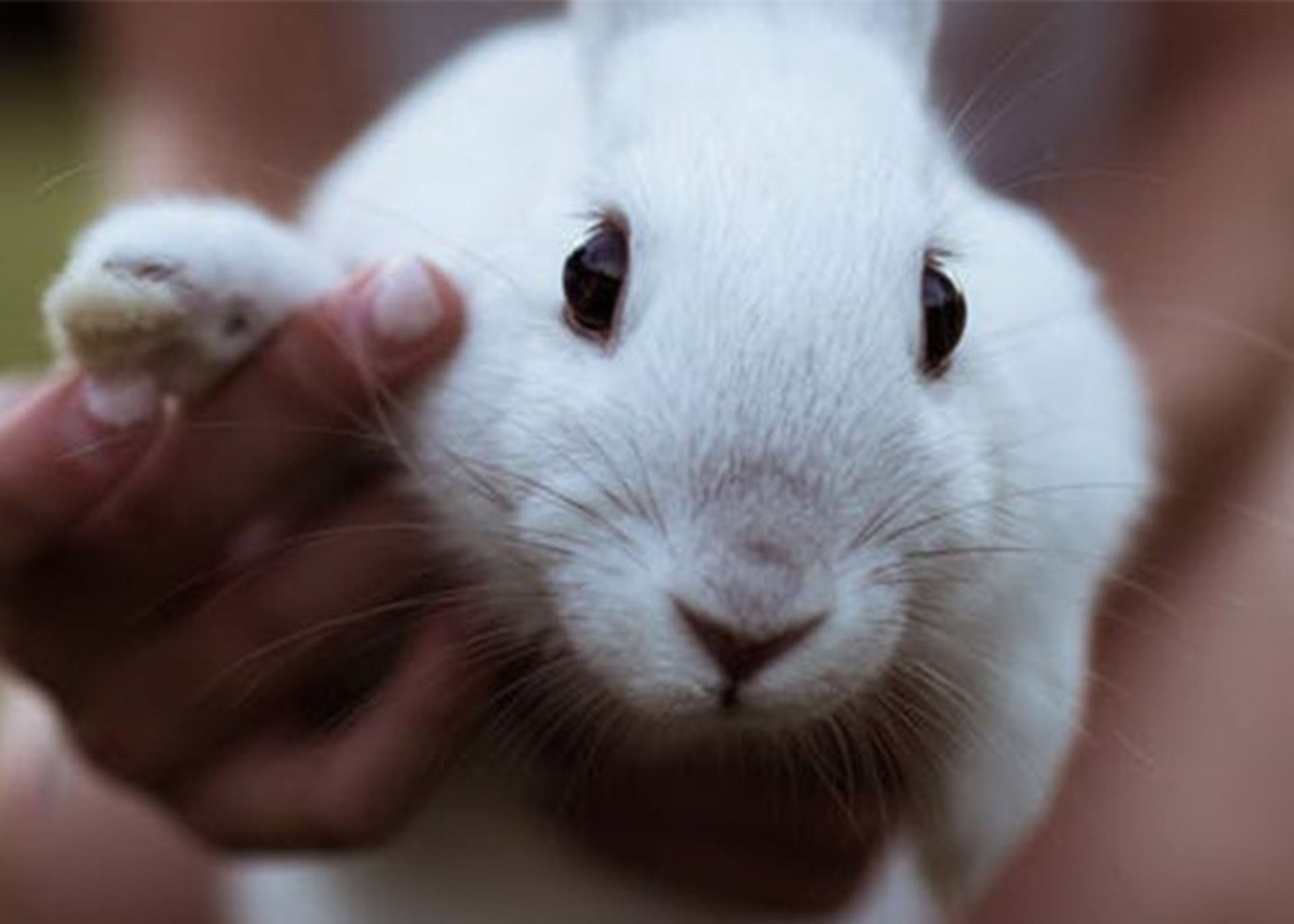 علت بی مویی انسان در مقایسه با پستاندارن دیگر