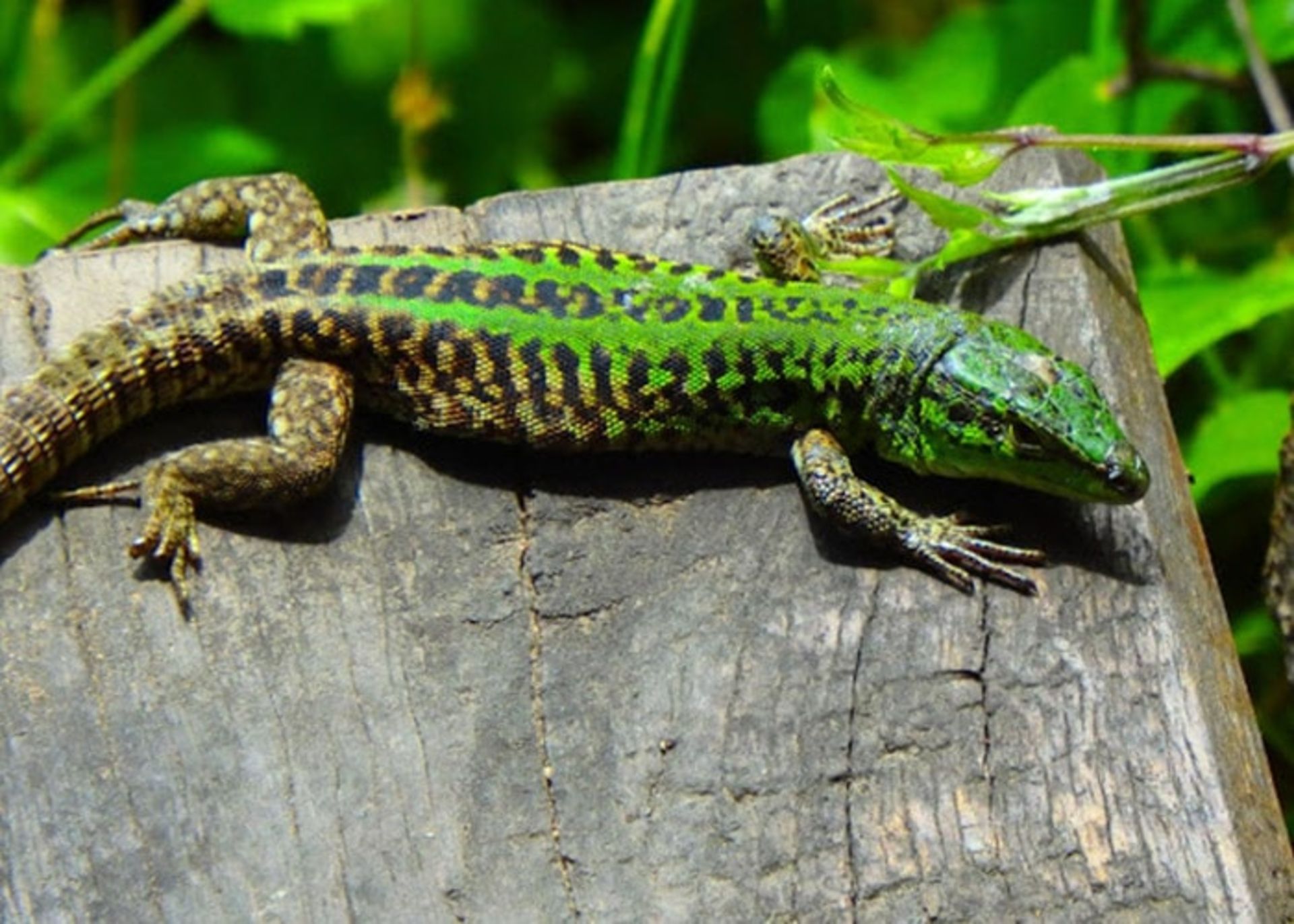 مارمولک ایتالیایی