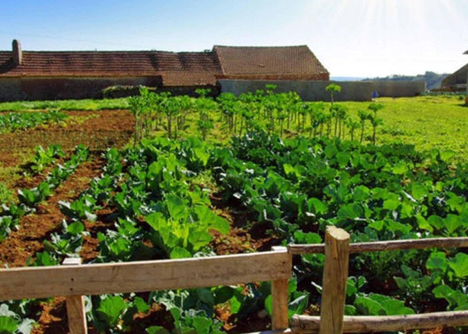 کشاورزی ارگانیک