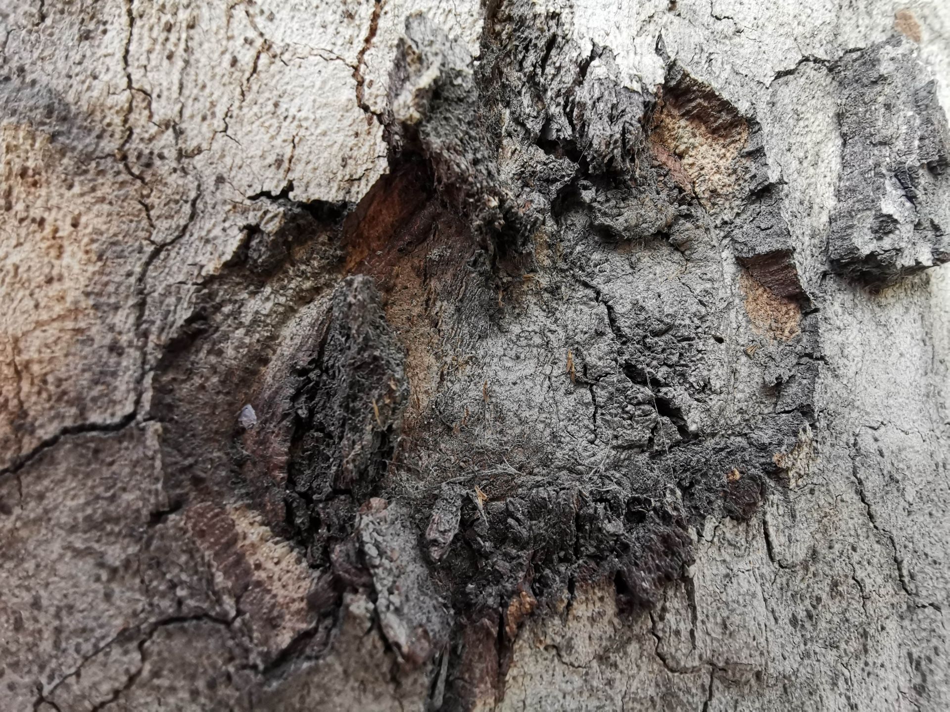 نمونه عکس ماکرو میت ۲۰