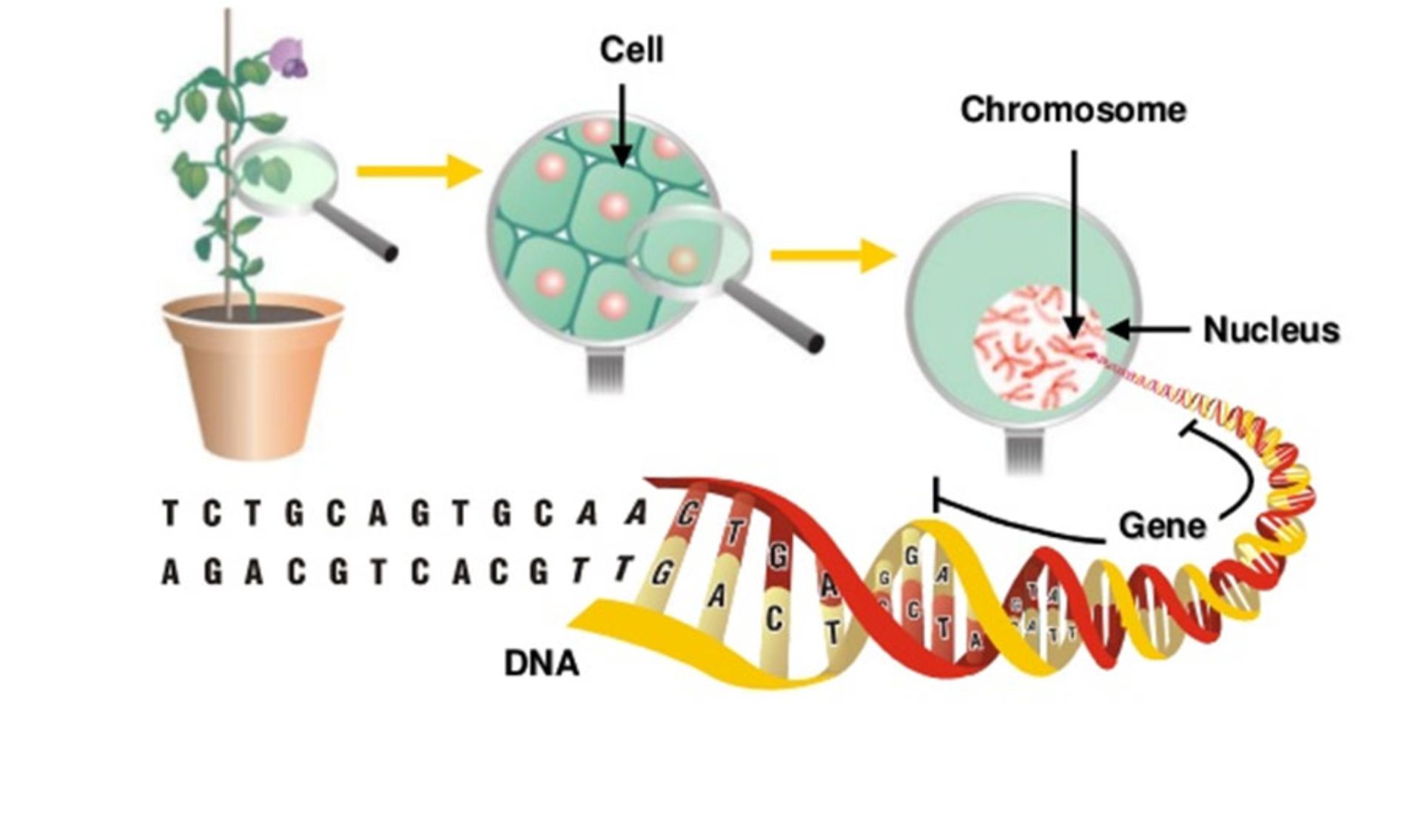 مهندسی ژنتیک / Genetic Engineering