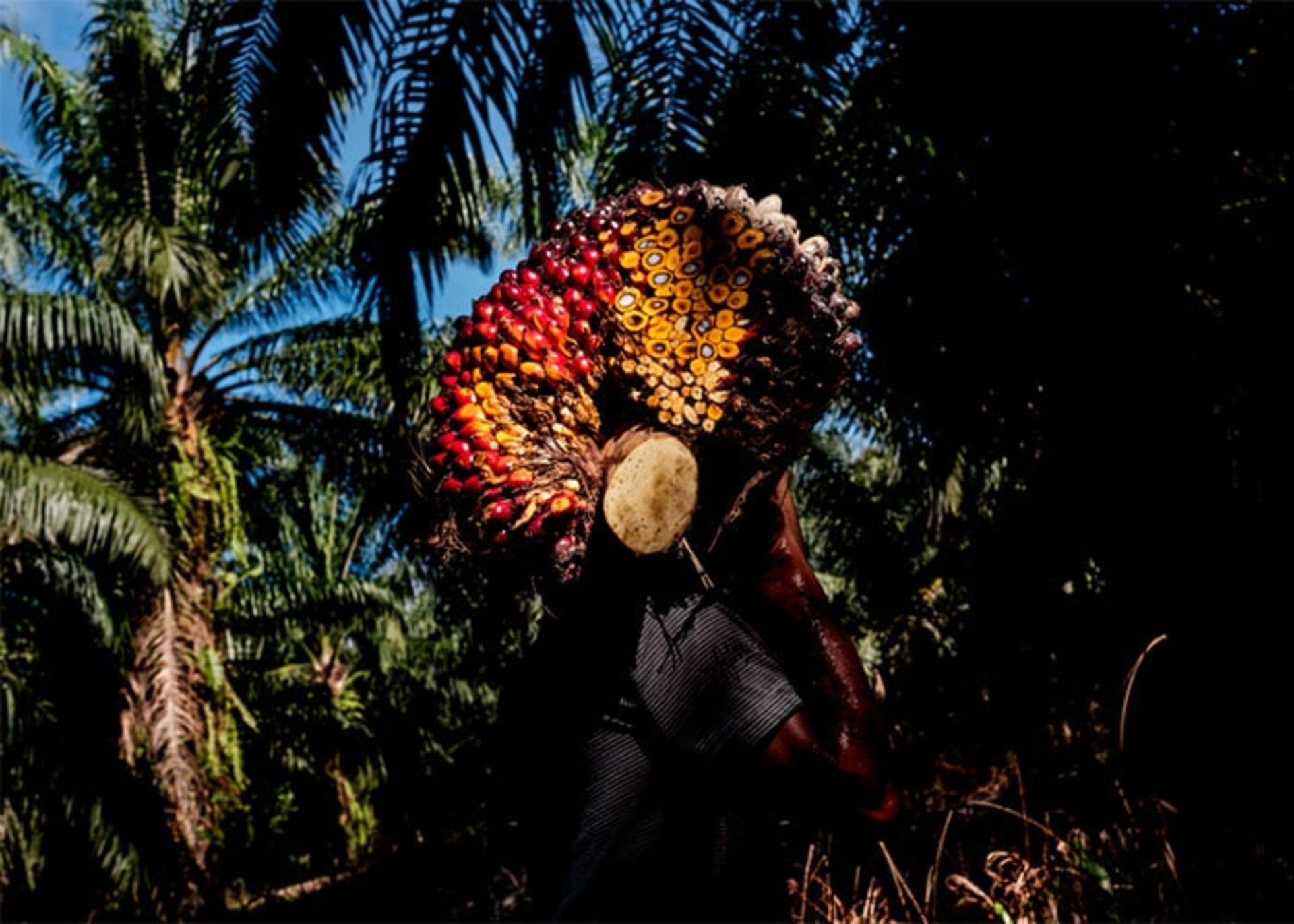 میوه نخل روغنی