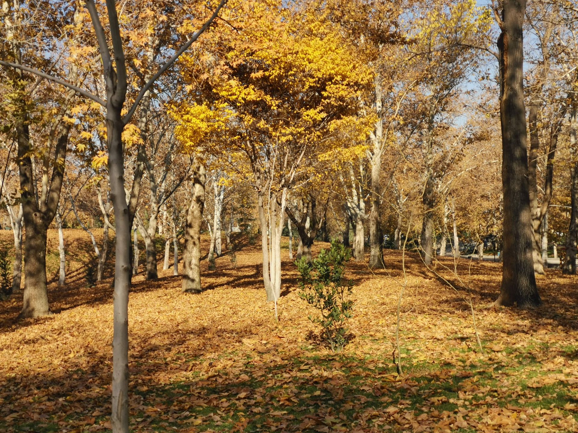 نمونه عکس میت ۲۰ - 2X