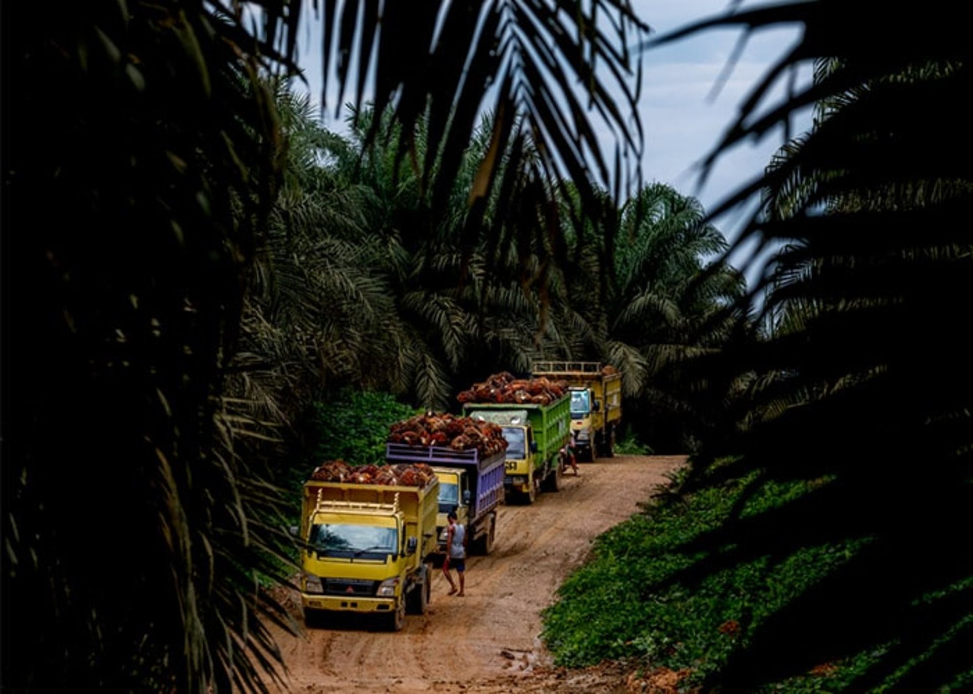 کامیون ها در مزرعه نخل روغنی