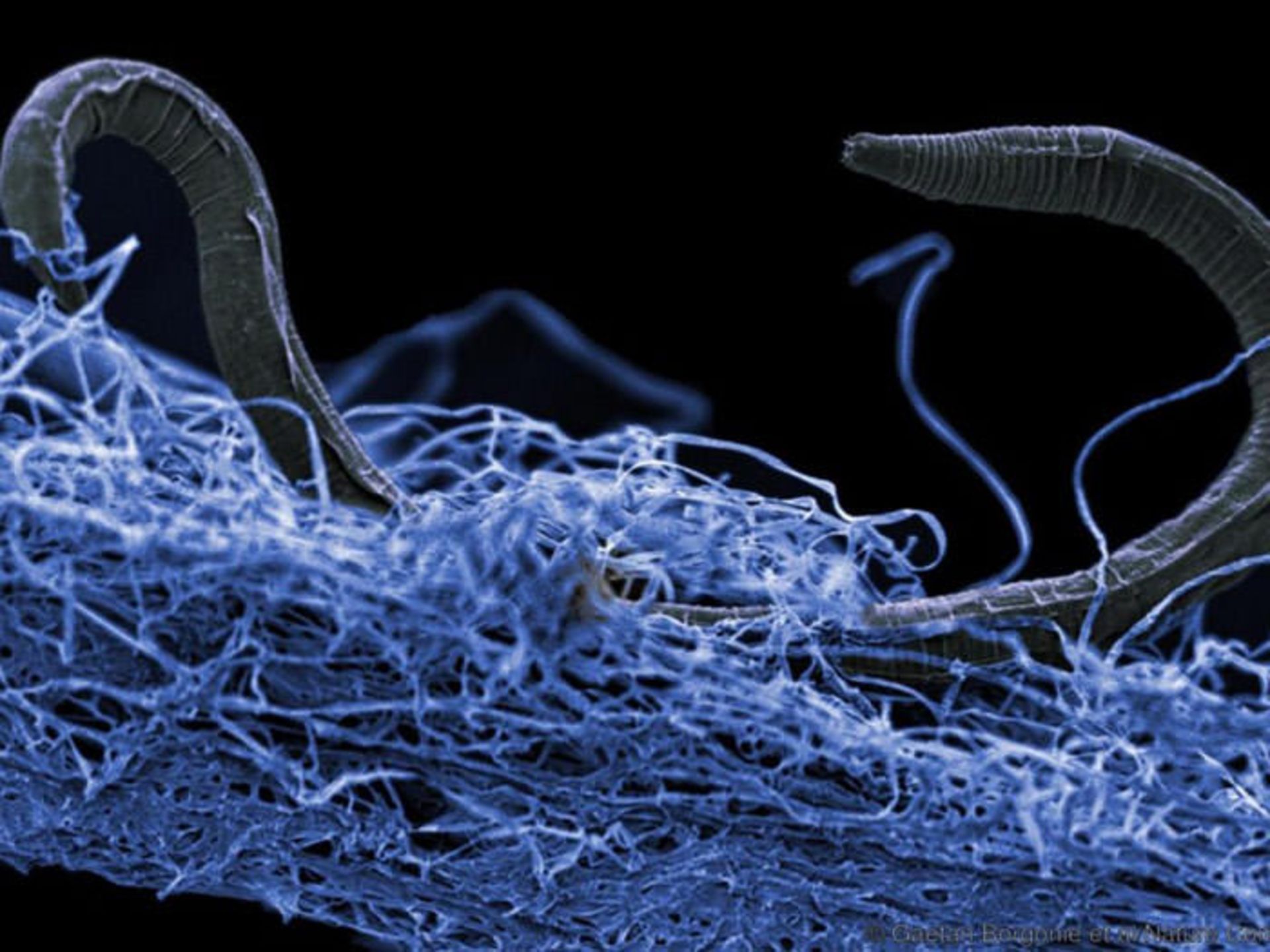 حیات ژرف / deep life