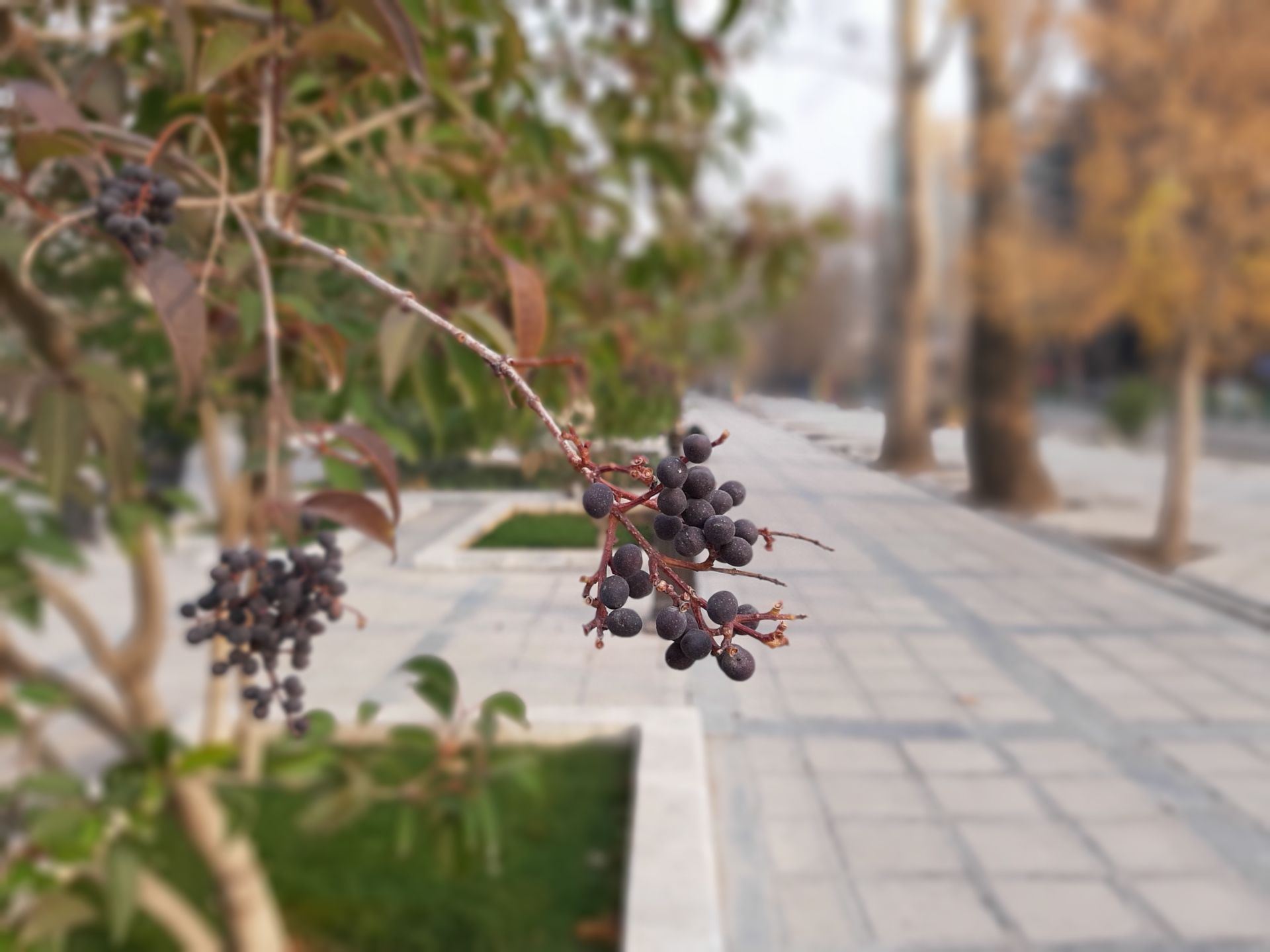 نمونه عکس Live Focus با گلکسی A7 2018