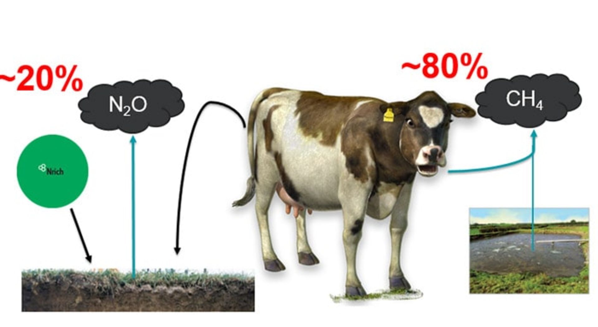 تاثیر گاوها روی گازهای گلخانه ای