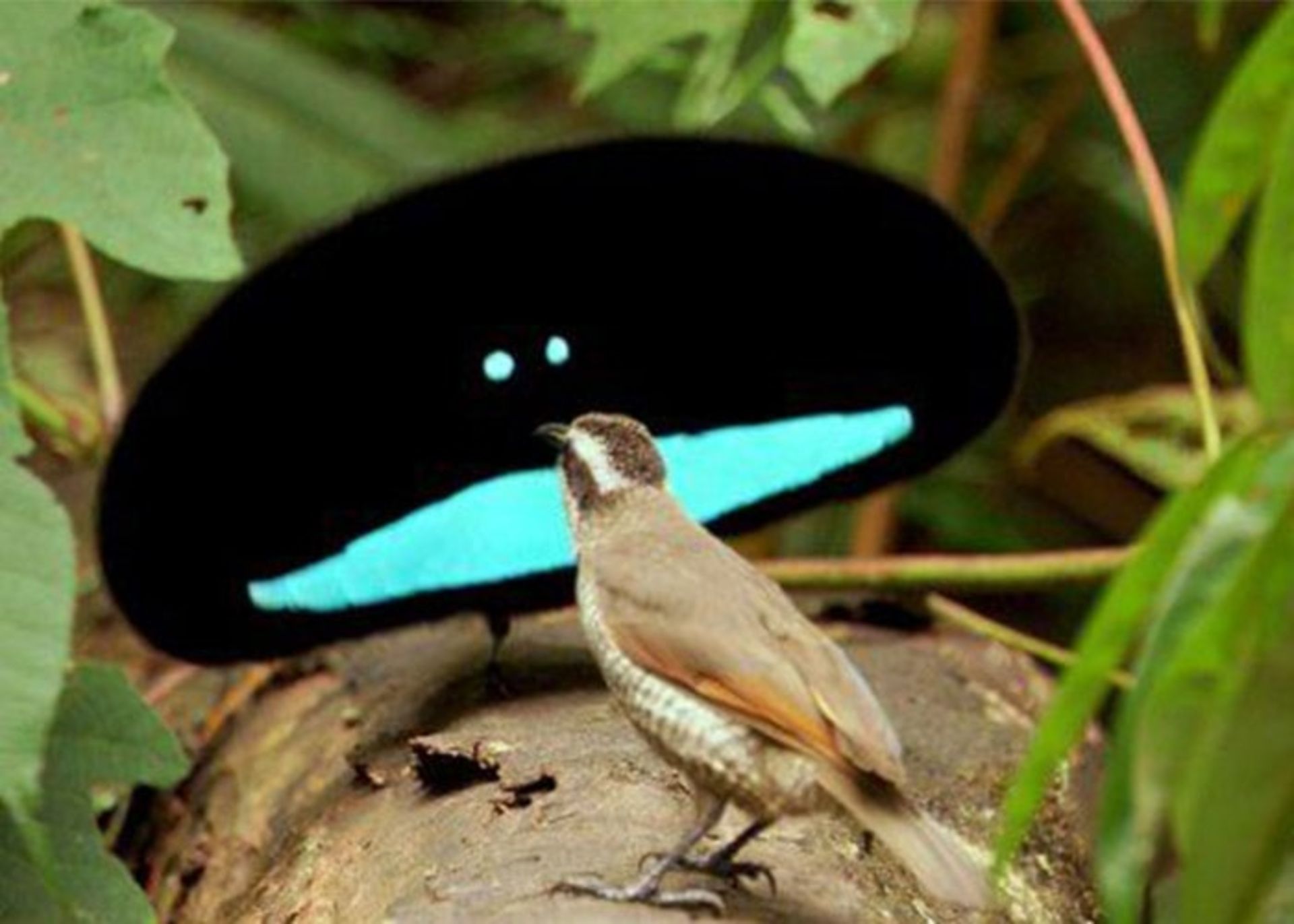 انتخاب جنسی