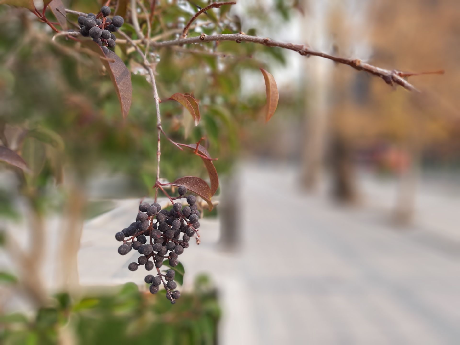 نمونه عکس Live Focus با گلکسی A7 2018