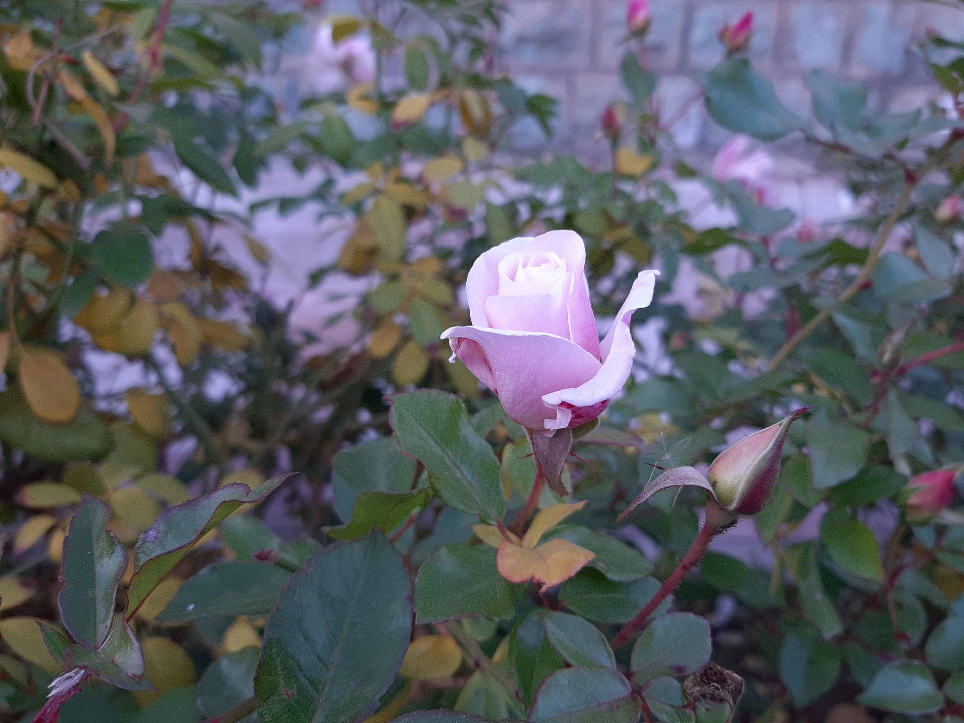 نمونه عکس گلکسی A7 2018