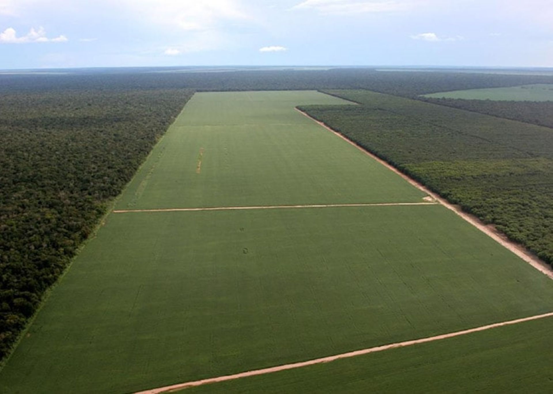 کشاورزی گسترده و تخریب جنگل 