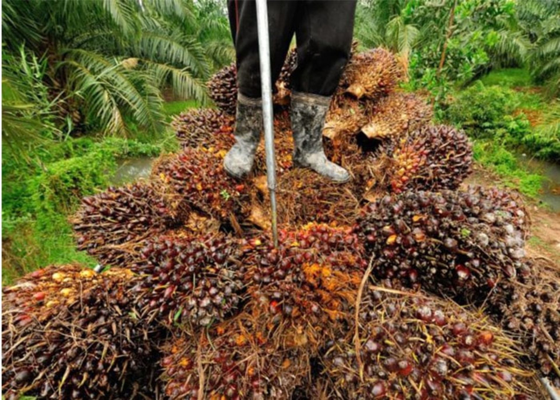 میوه درخت نخل روغنی