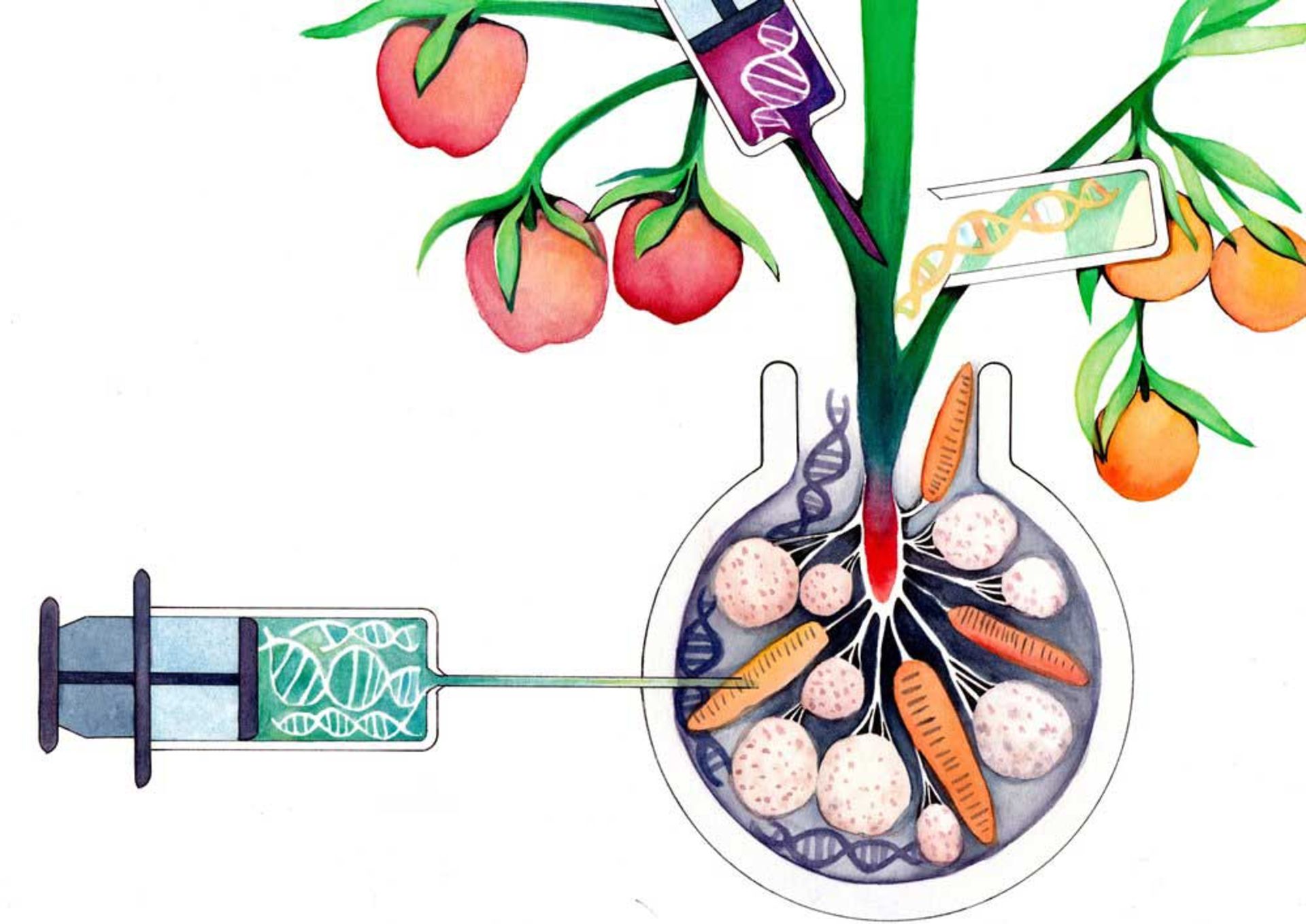 محصولات تراریخته / transgenics crops