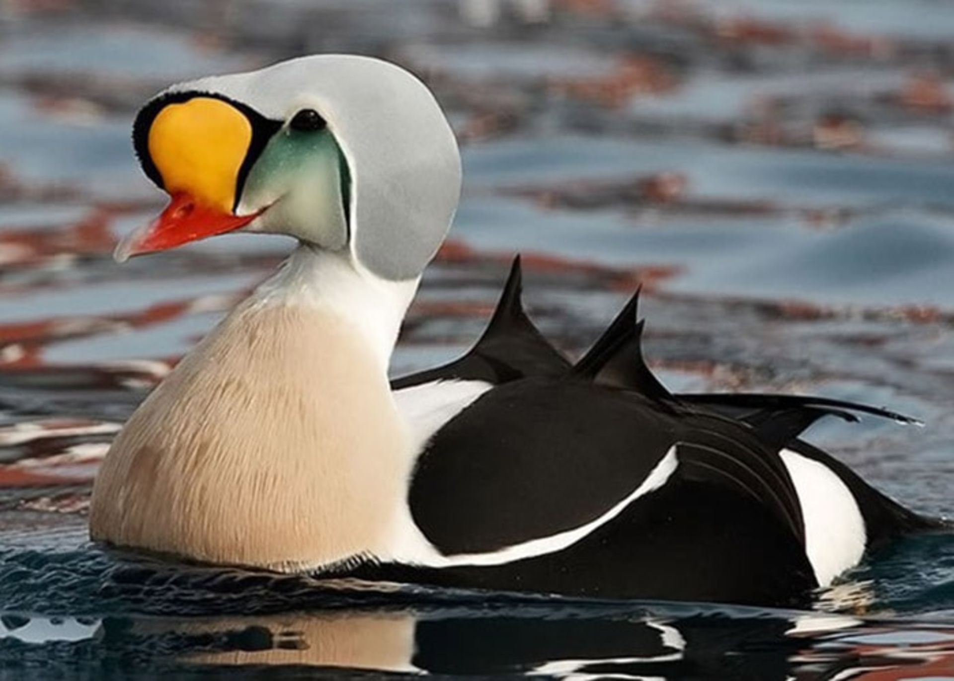 اردک قطب شمال