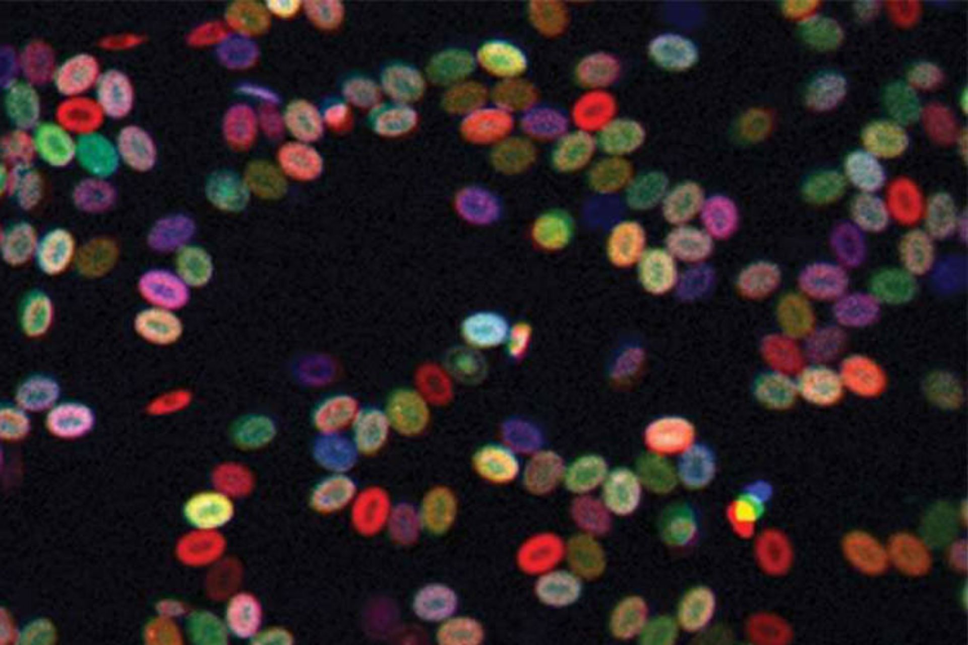 رنگ آمیزی سلول‌های بنیادی