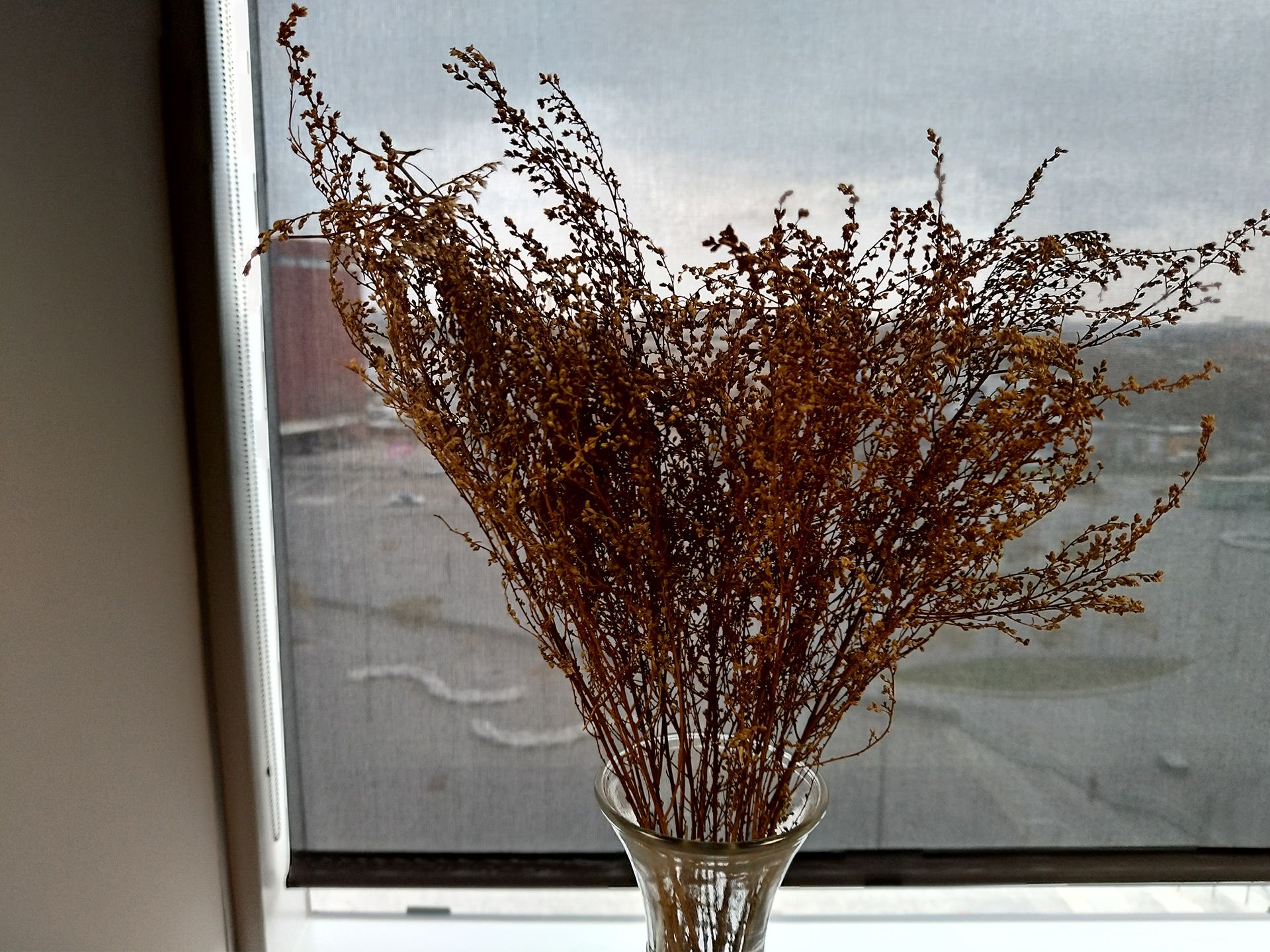 نمونه عکس دوربین ذن فون ۵ ایسوس