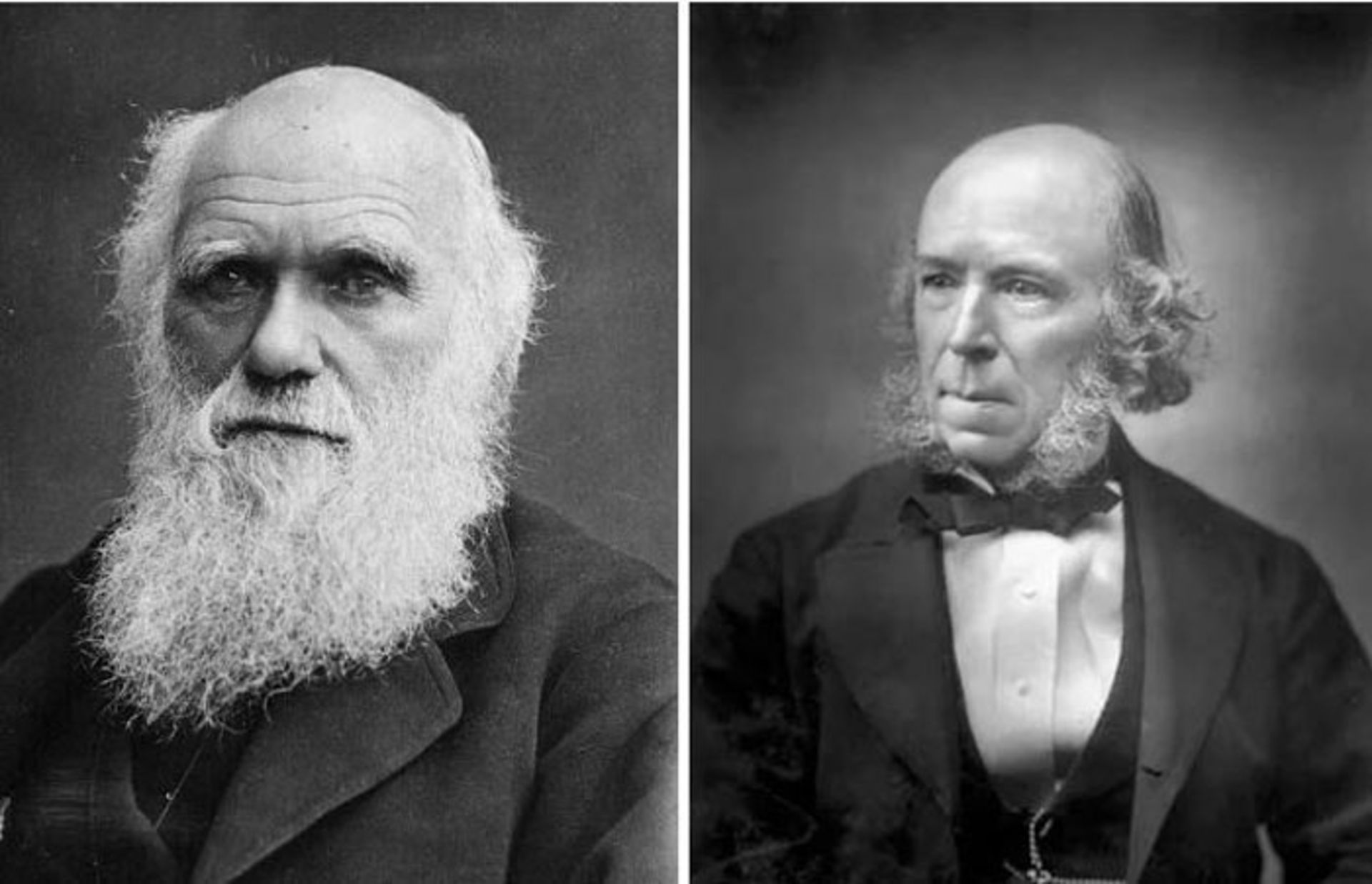 داروین مبدع عبارت بقای اصلح نیست