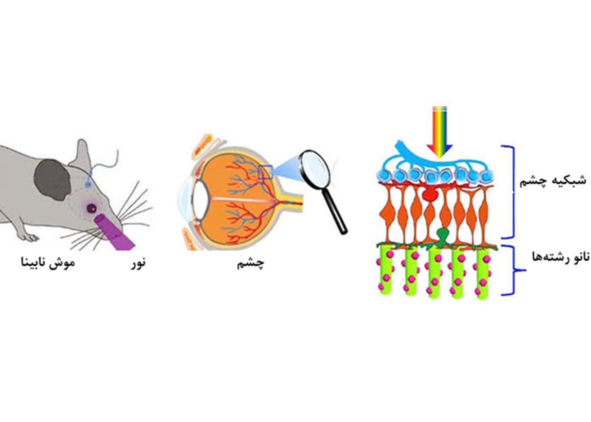 کاشت نانوذارت در چشم موش نابینا