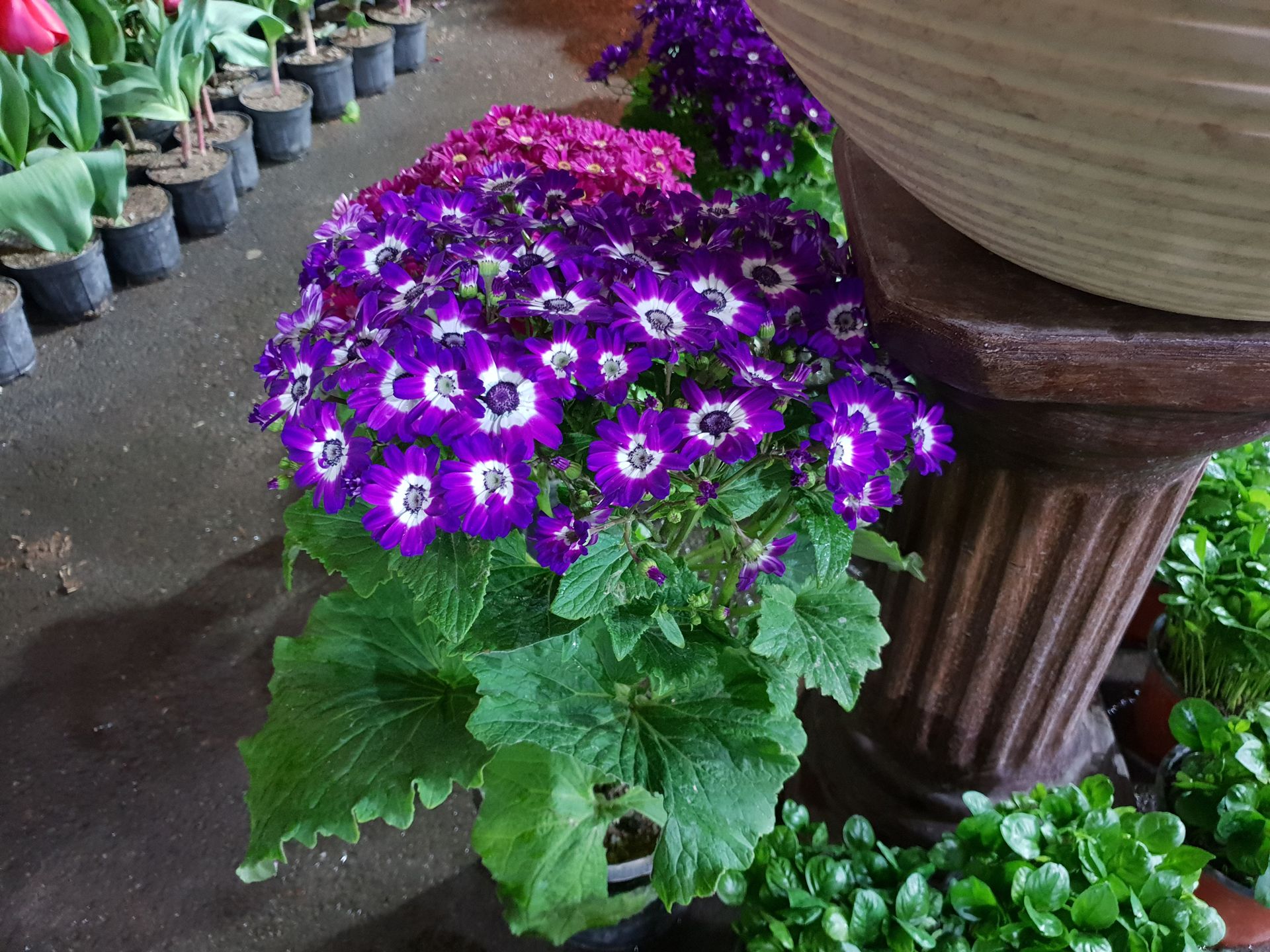 نمونه‌ی تصاویر گلکسی اس ۹ و اس ۹ پلاس