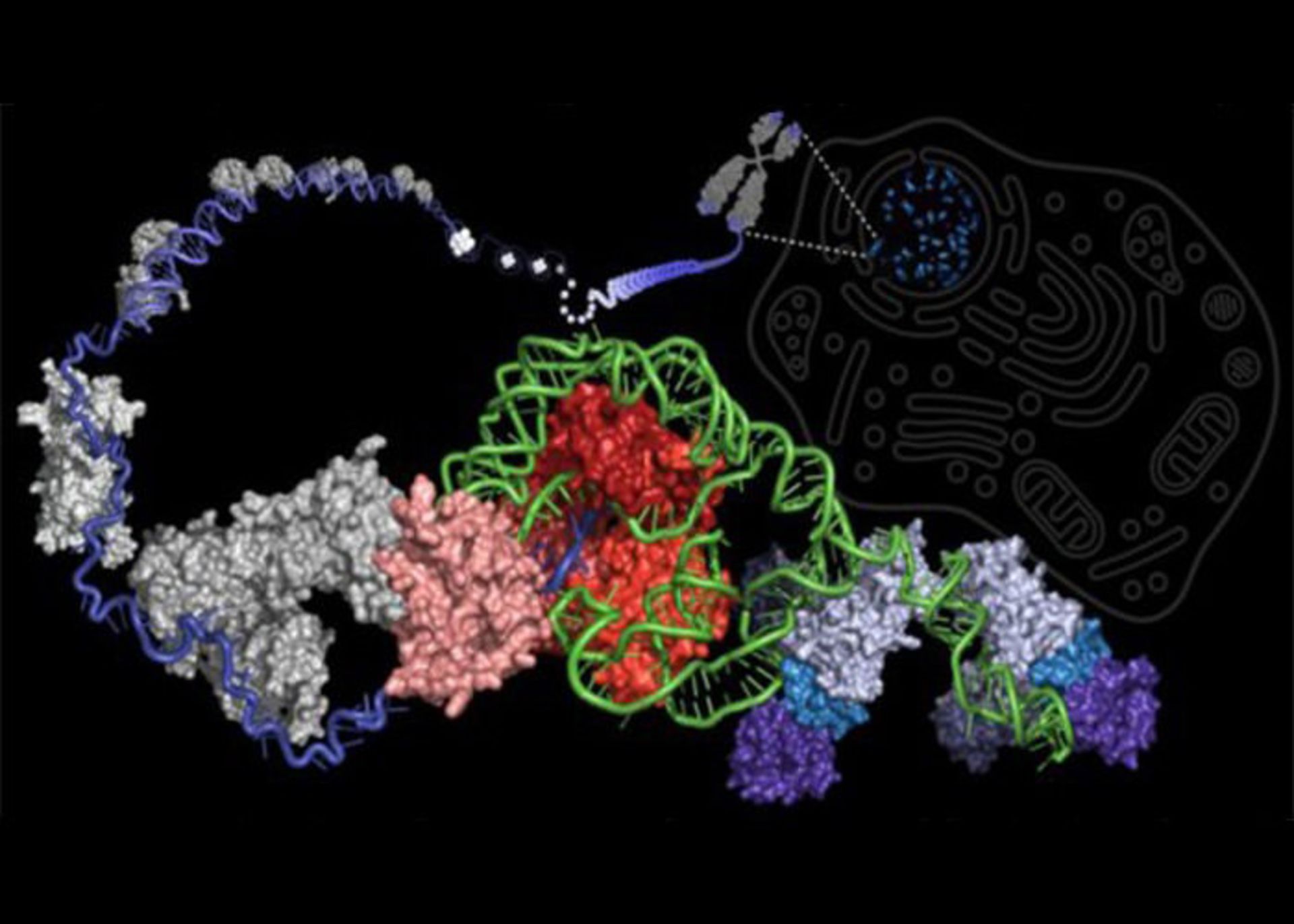 آنزیم تلومراز و تلومر