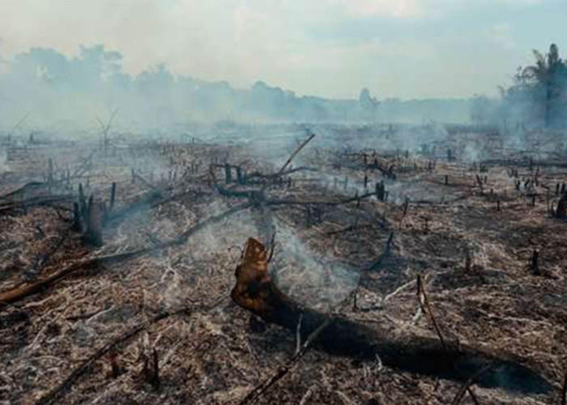 تخریب جنگل و گرم شدن جهانی