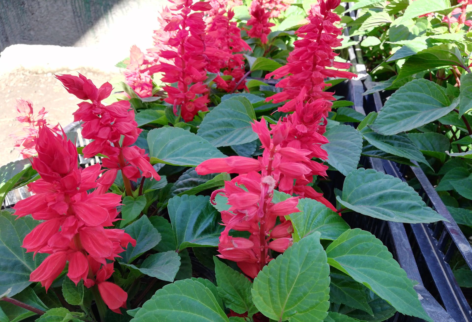 آنر ۷ ایکس هواوی/huawei Honor 7x