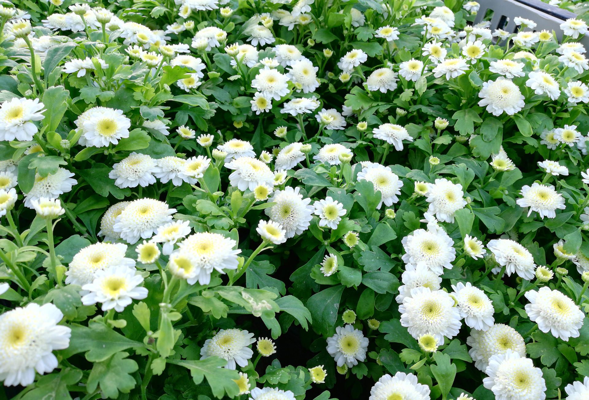 آنر ۷ ایکس هواوی/huawei Honor 7x