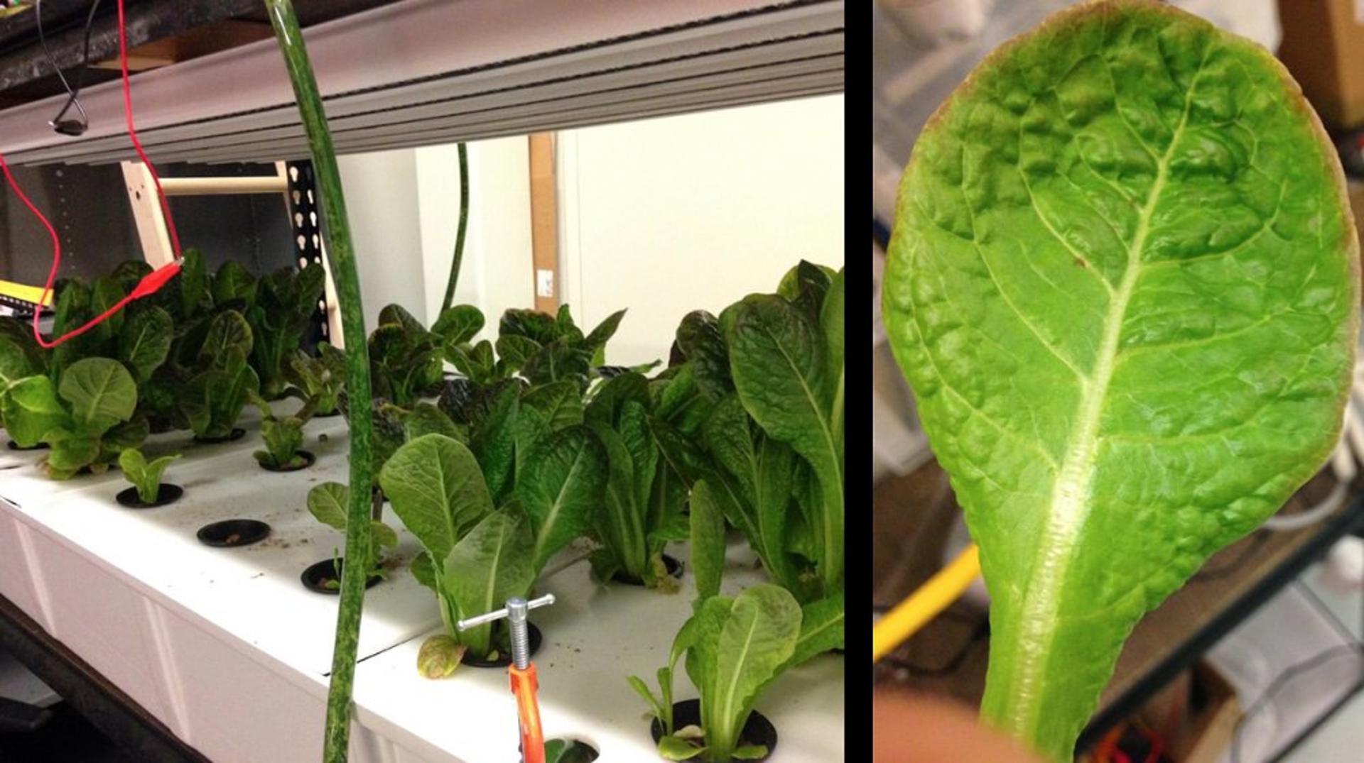 Vertical Farming