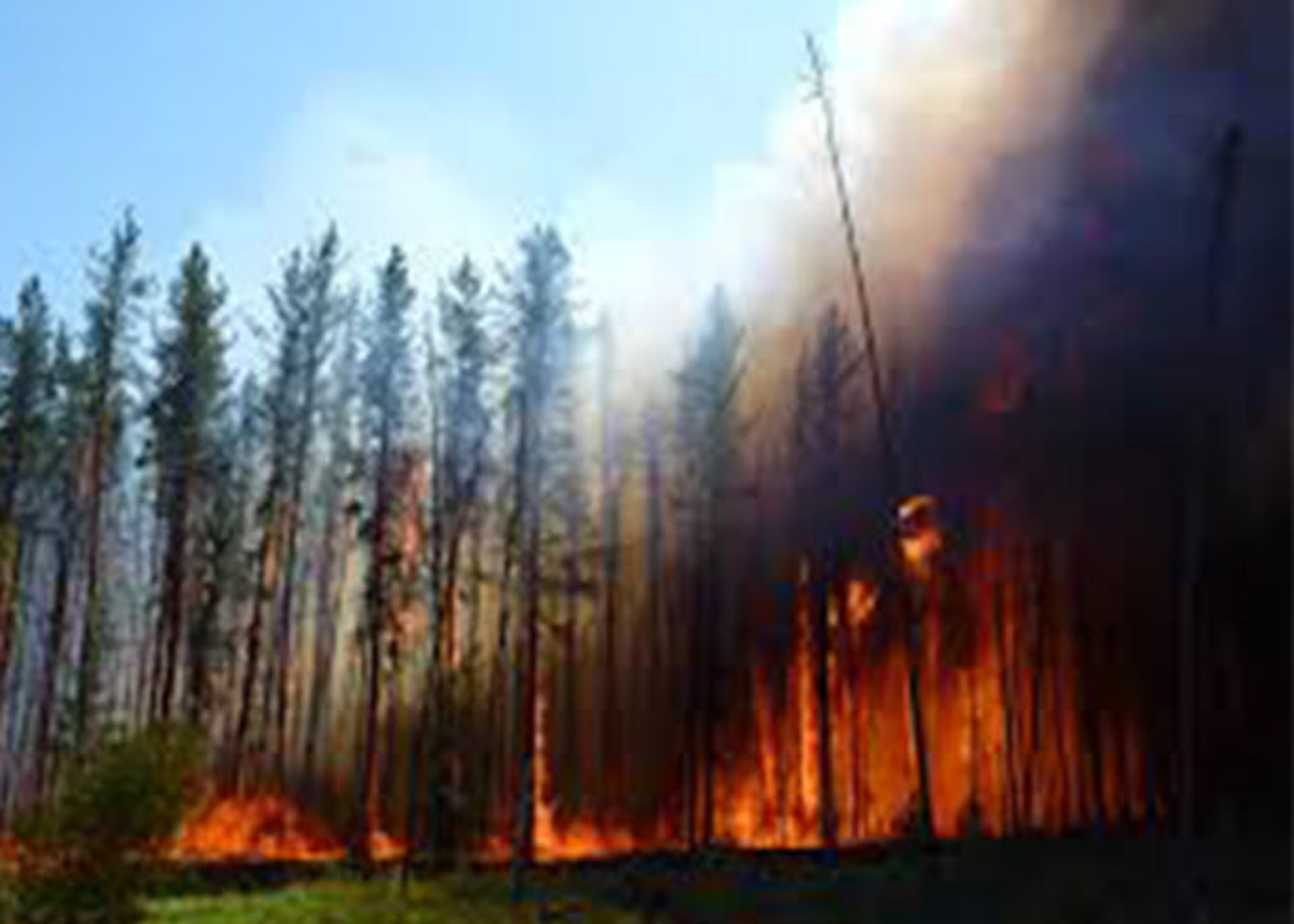 آتش سوزی جنگل و اثر آنی روی افزایش دمای هوا