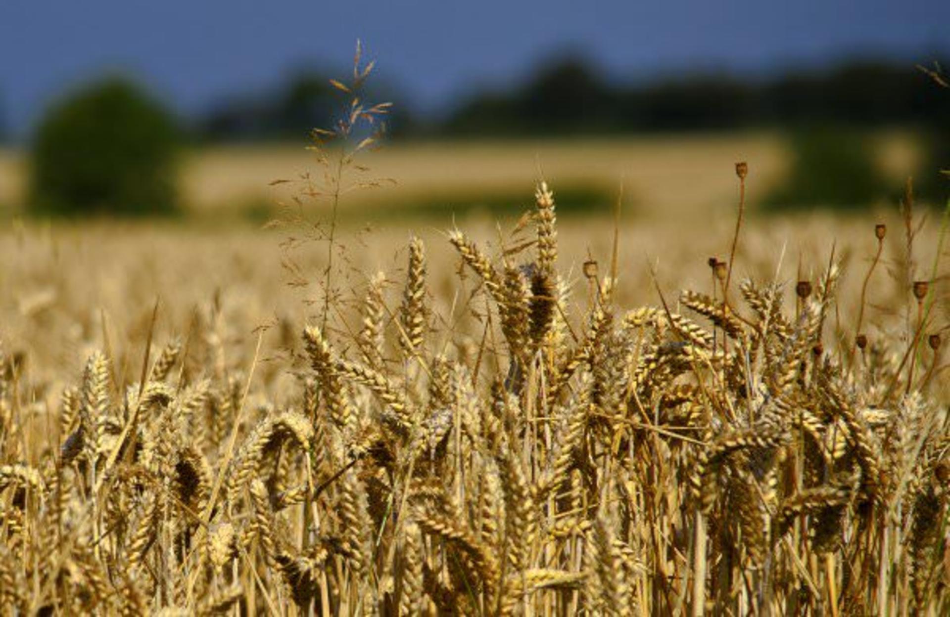Farming