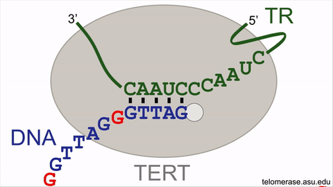 عملکرد آنزیم تلومراز