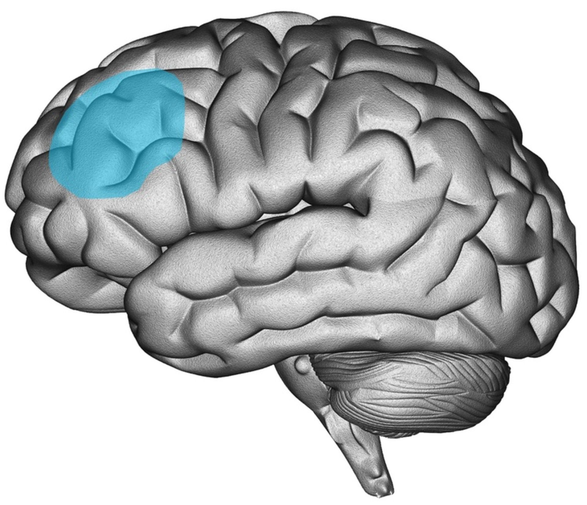 مرجع متخصصين ايران Dorsolateral prefrontal cortex