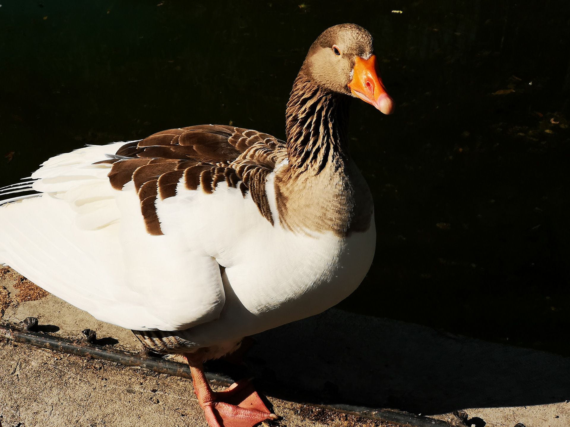 نمونه‌ی تصاویر ثبت‌شده با هواوی P20 Pro