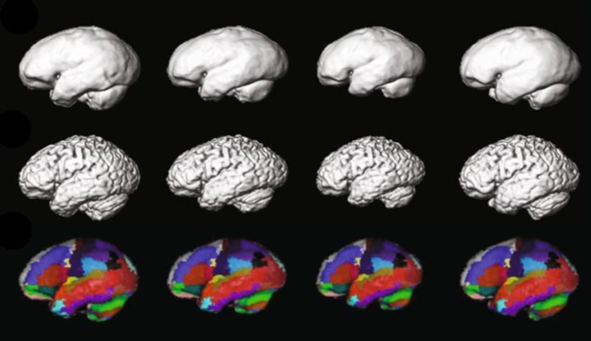 مرجع متخصصين ايران بازسازي كامپيوتري مغز نئاندرتال‌ها 