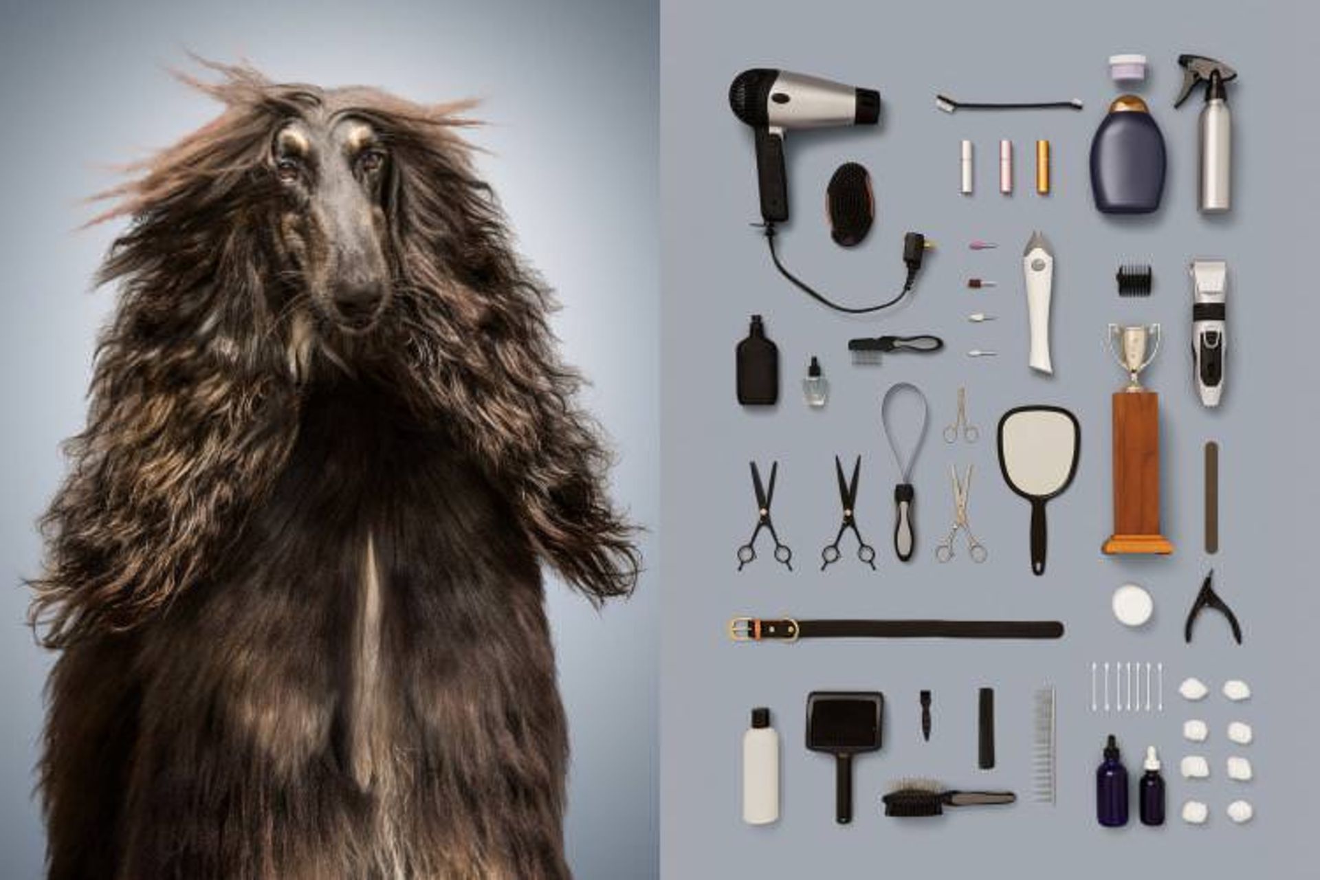 تصاویری از سگ‌ها واموالشان!