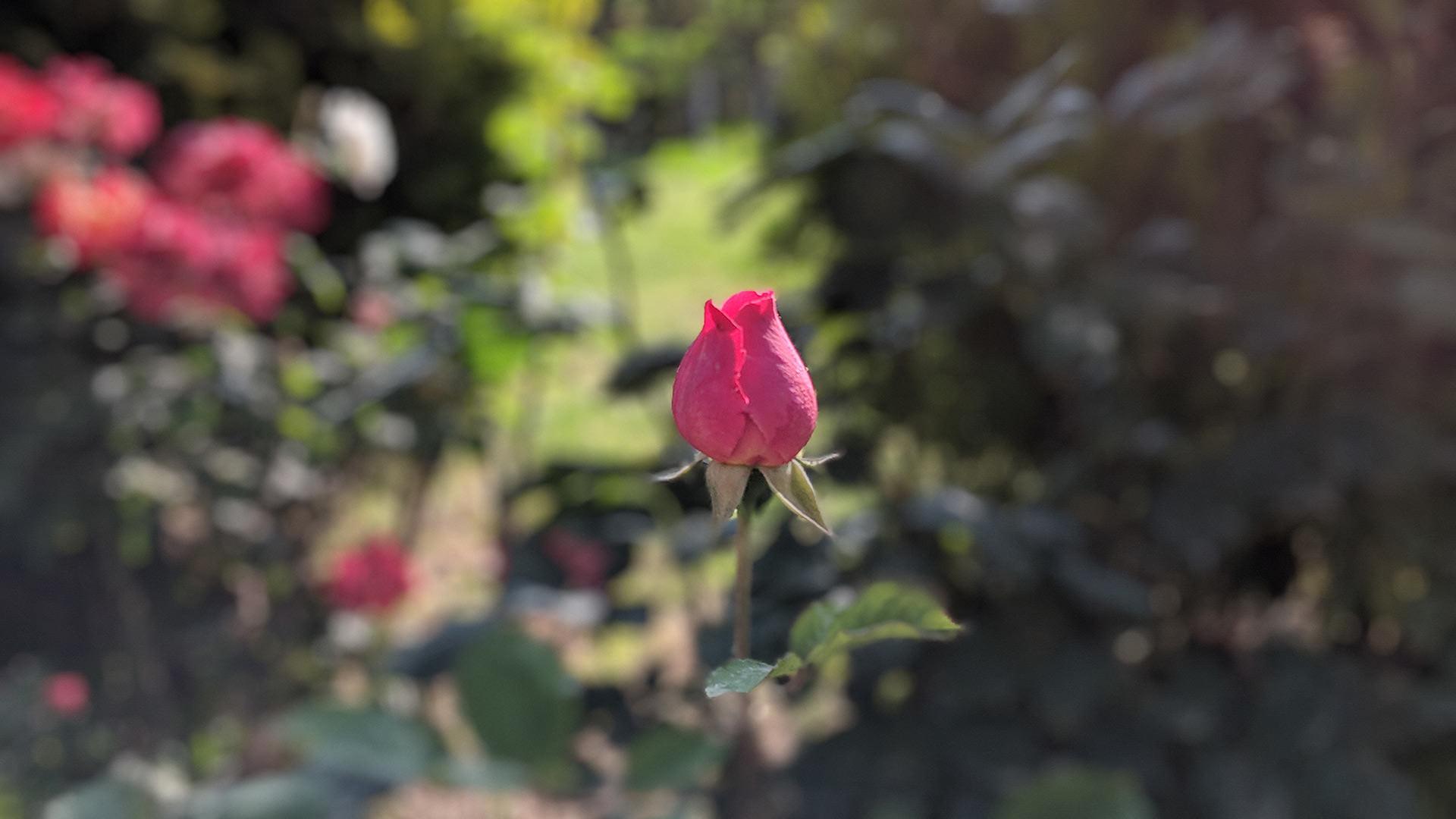 نمونه‌ی تصاویر ثبت‌شده با گوگل پیکسل 2 ایکس ال