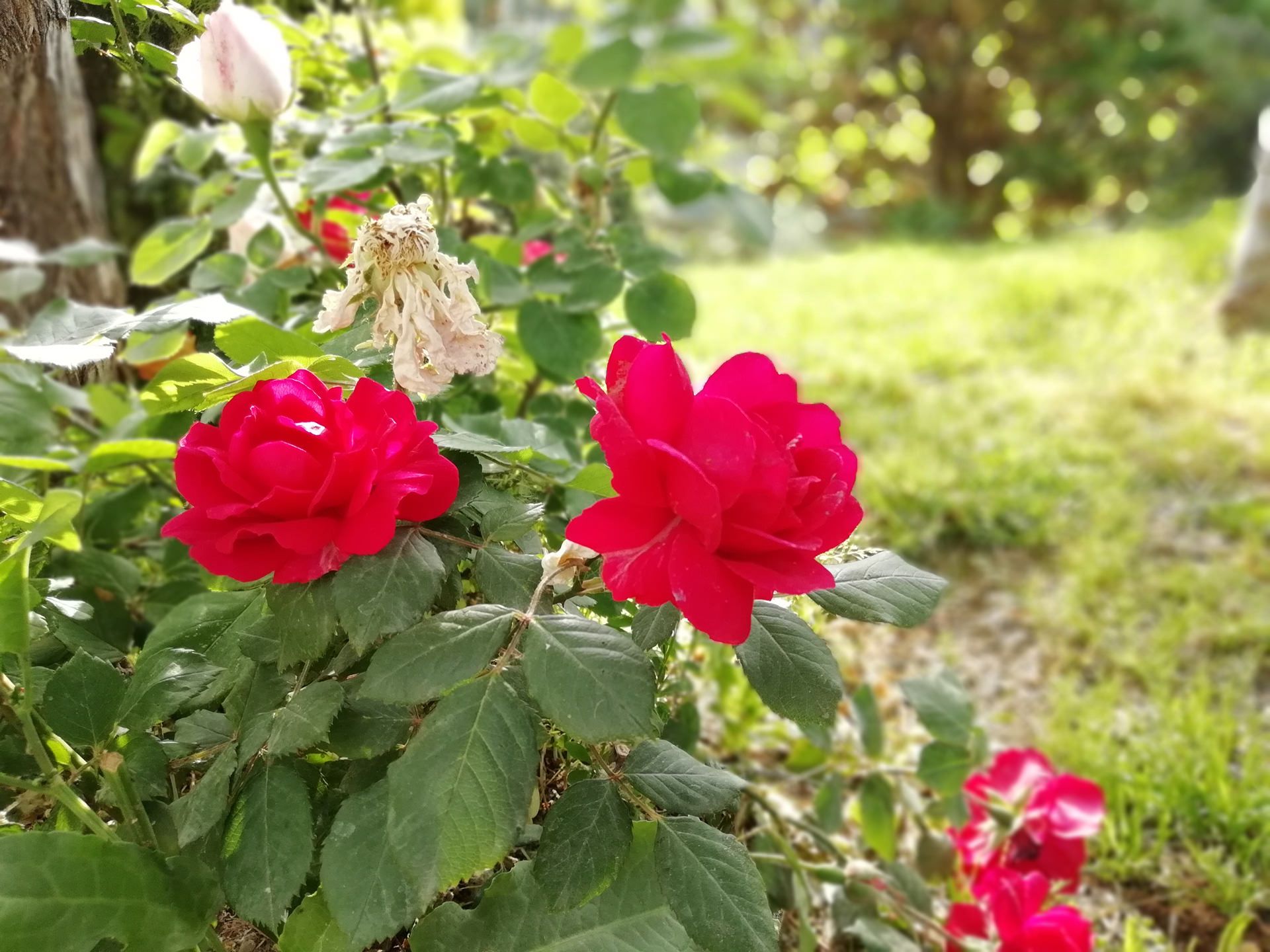 نمونه‌ تصاویر دوربین آنر ۹ لایت