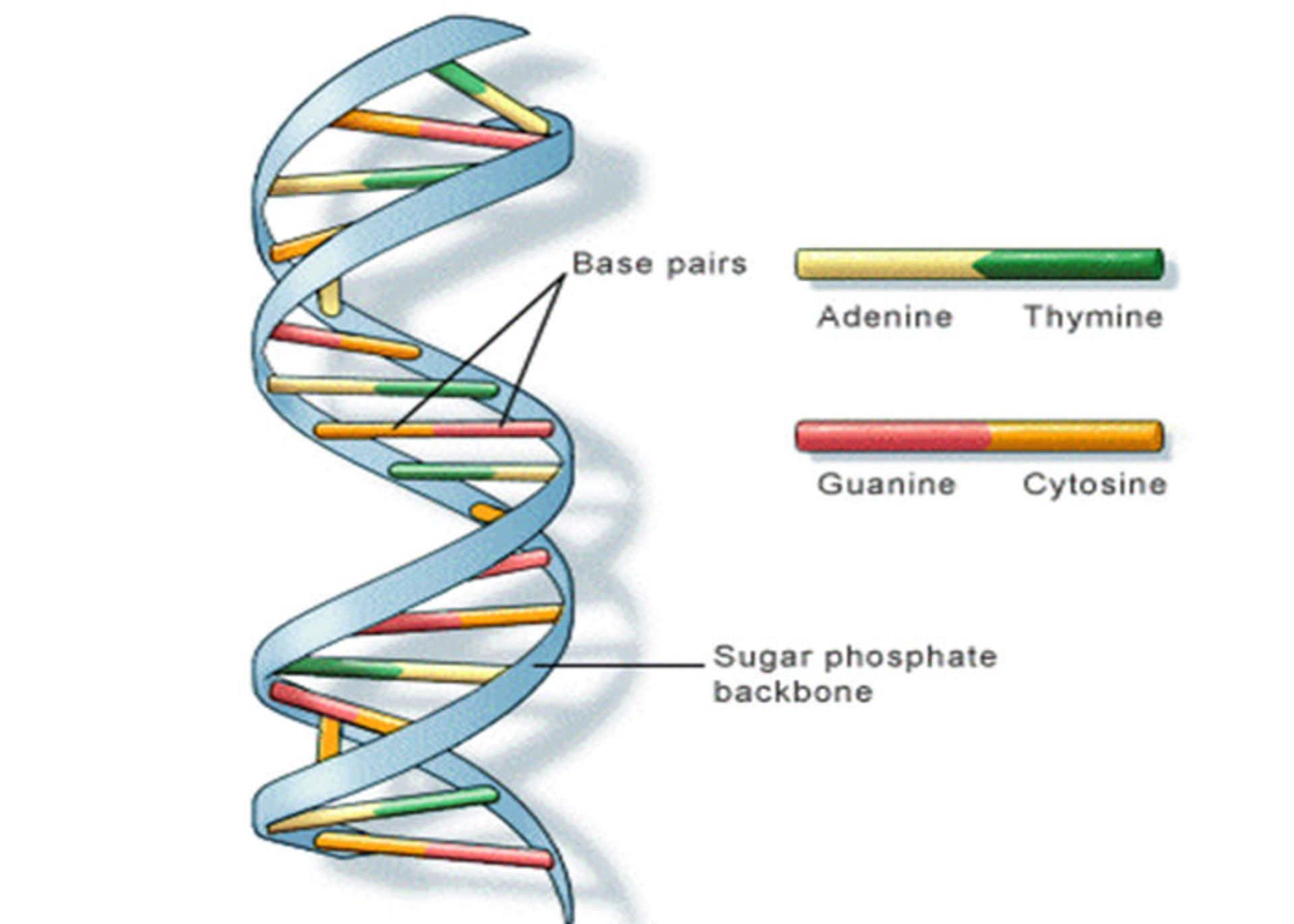 ساختار DNA 