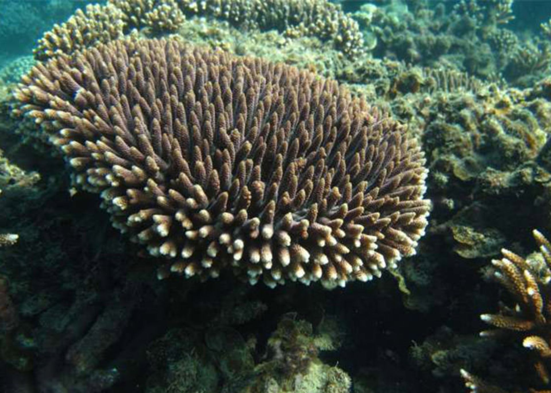 مرجان شاخه ای