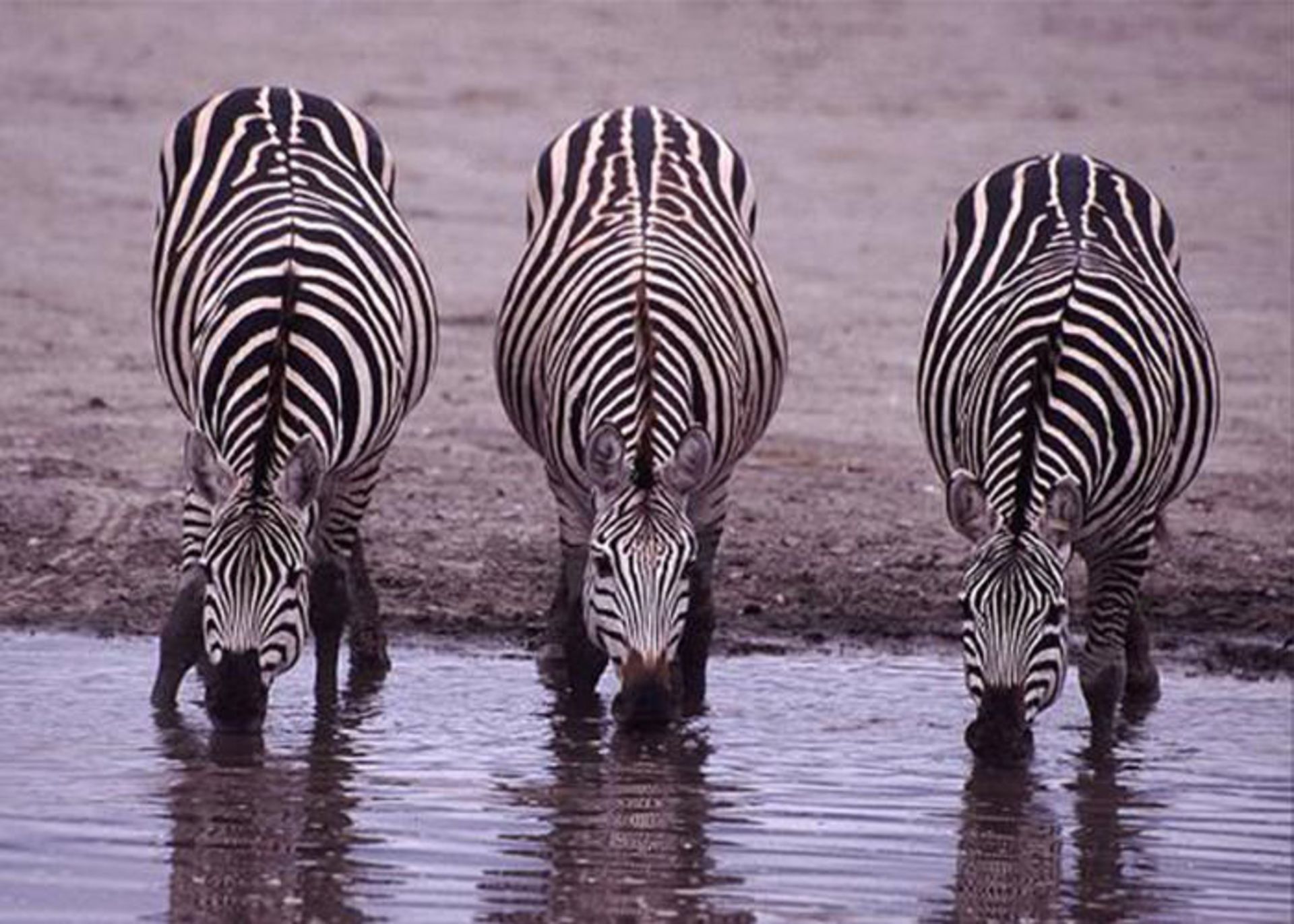 الگوی پوشش موجودات بر اساس مدل تورینگ