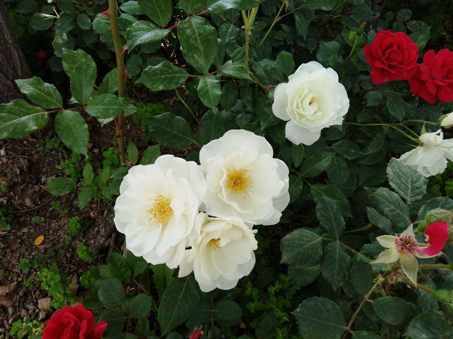 نمونه تصاویر ثبت‌شده با هواوی Y7 Prime 2018