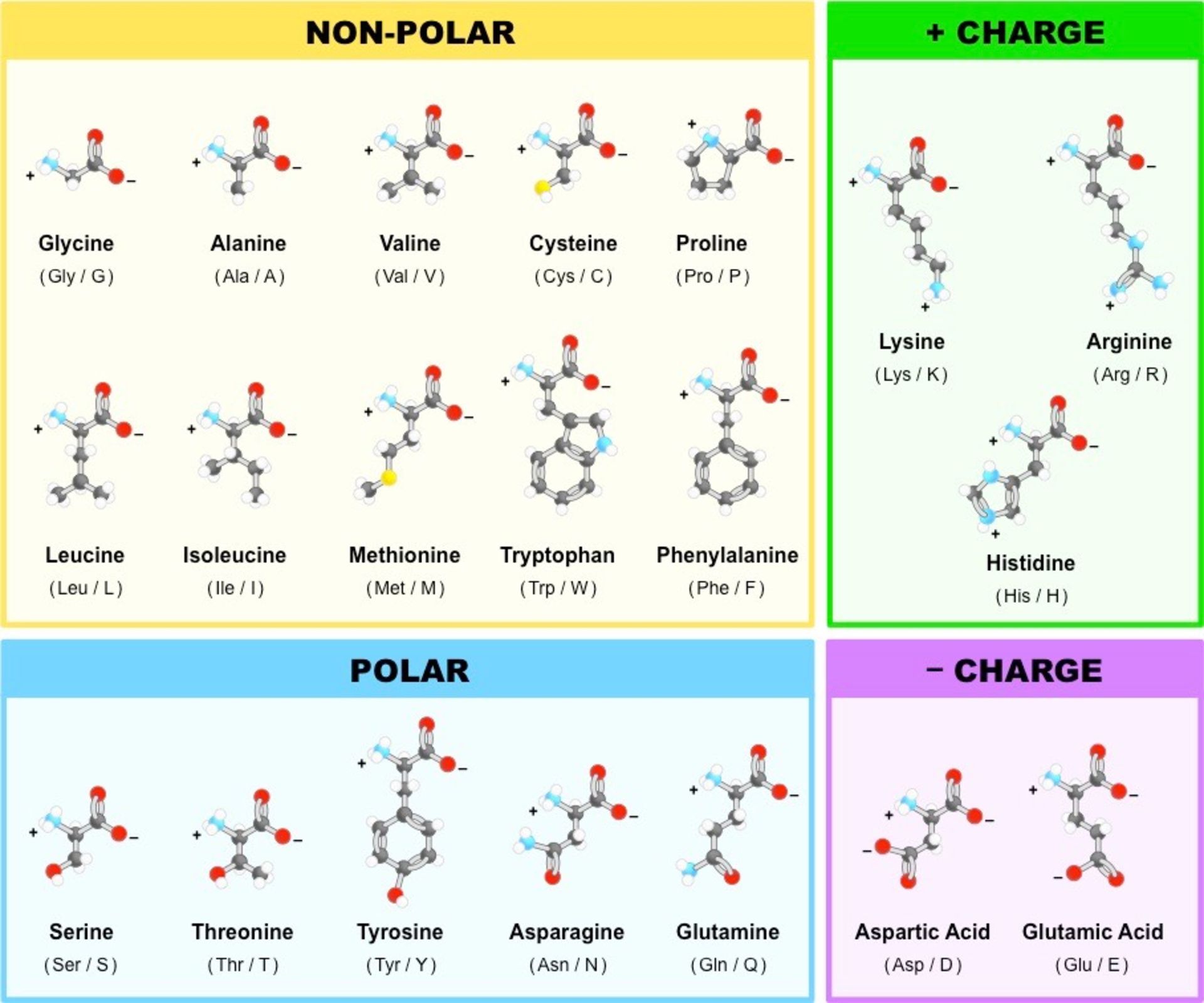 آمینو اسید ها