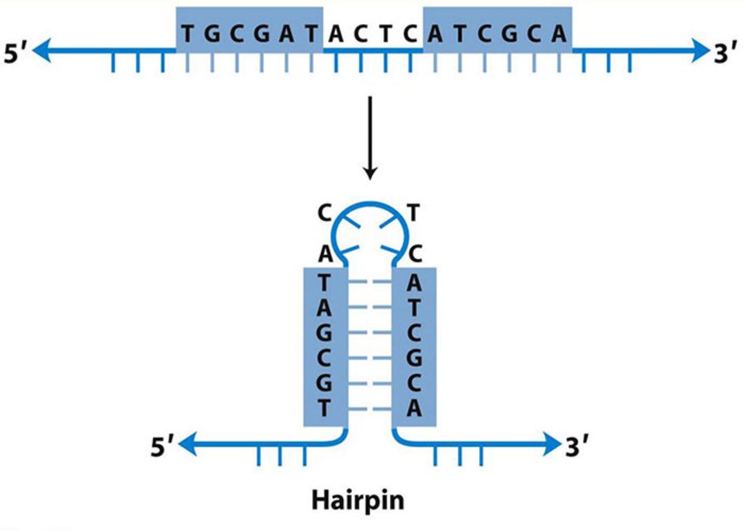 ساختار سنجاق سری DNA