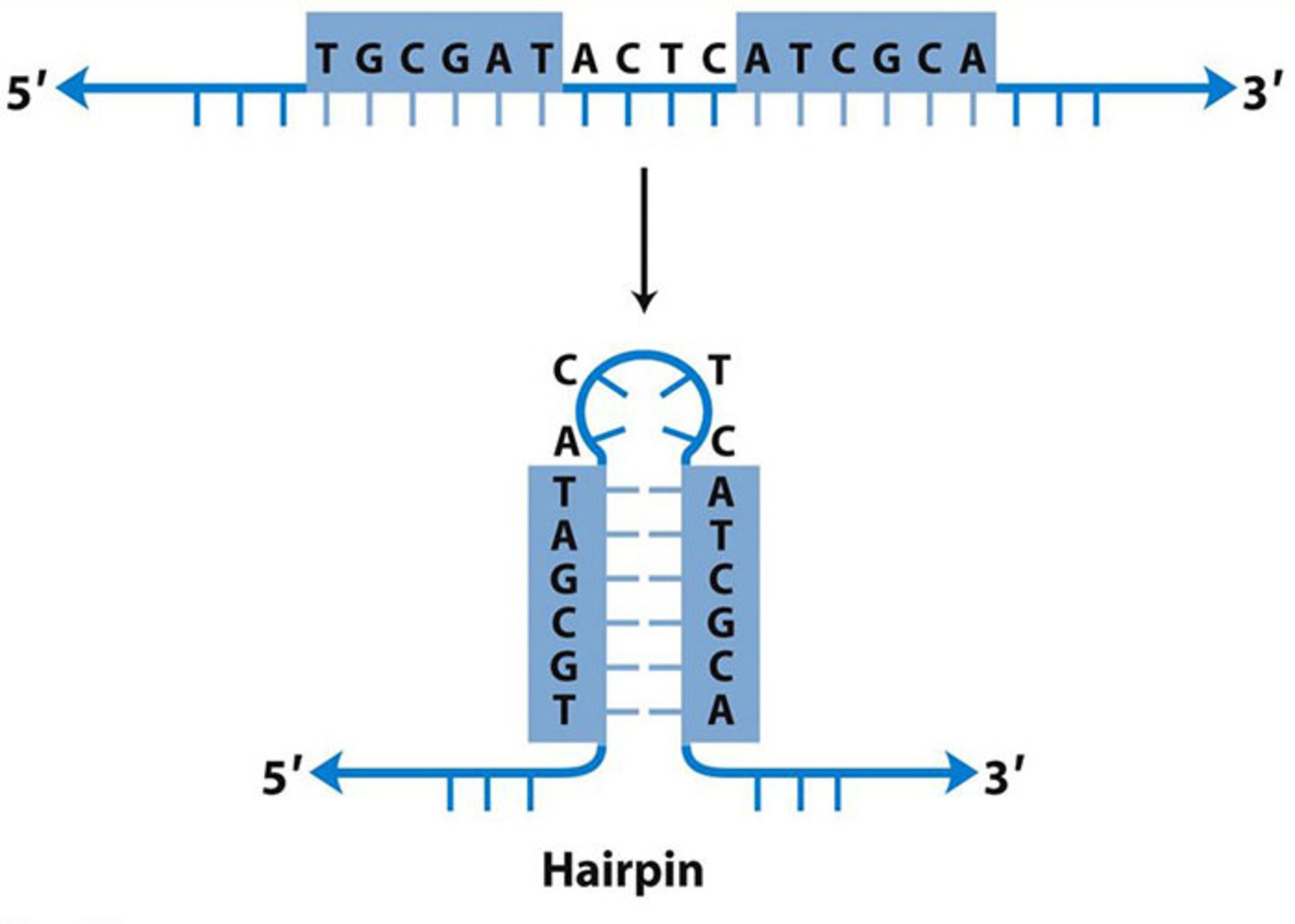 ساختار سنجاق سری DNA