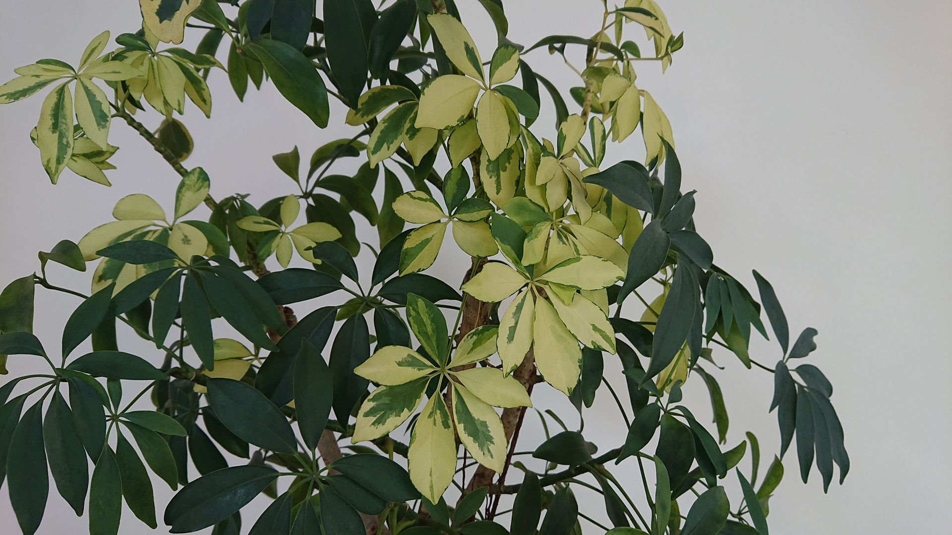 نمونه تصاویر ثبت‌شده با اکسپریا ایکس‌ زد ۲ کامپکت