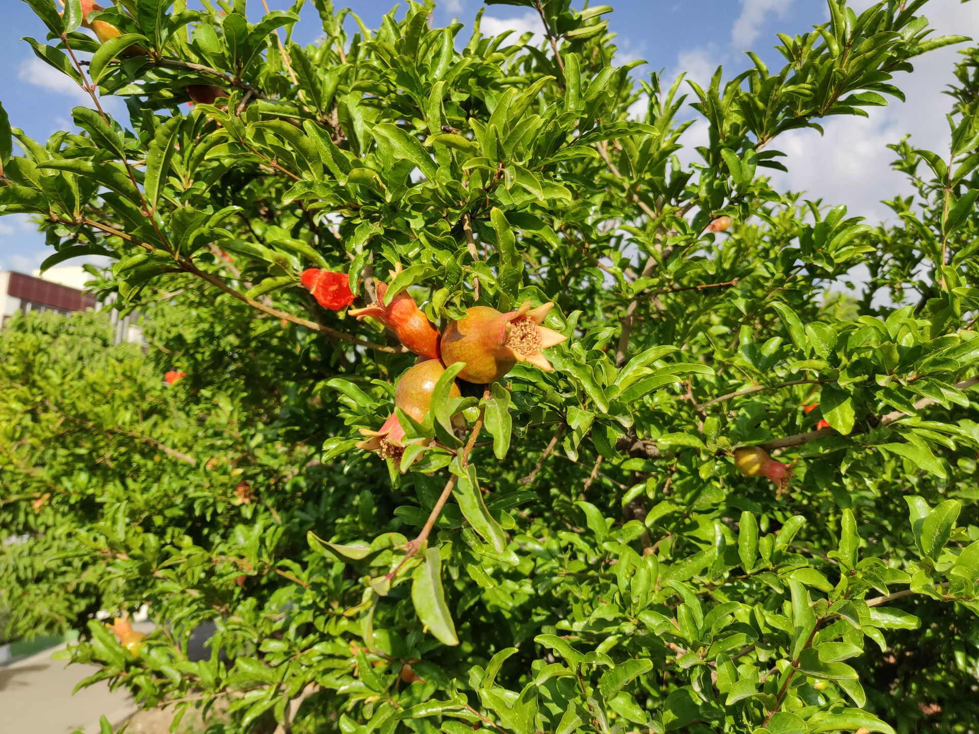 نمونه تصویر ثبت‌شده با وان پلاس 6