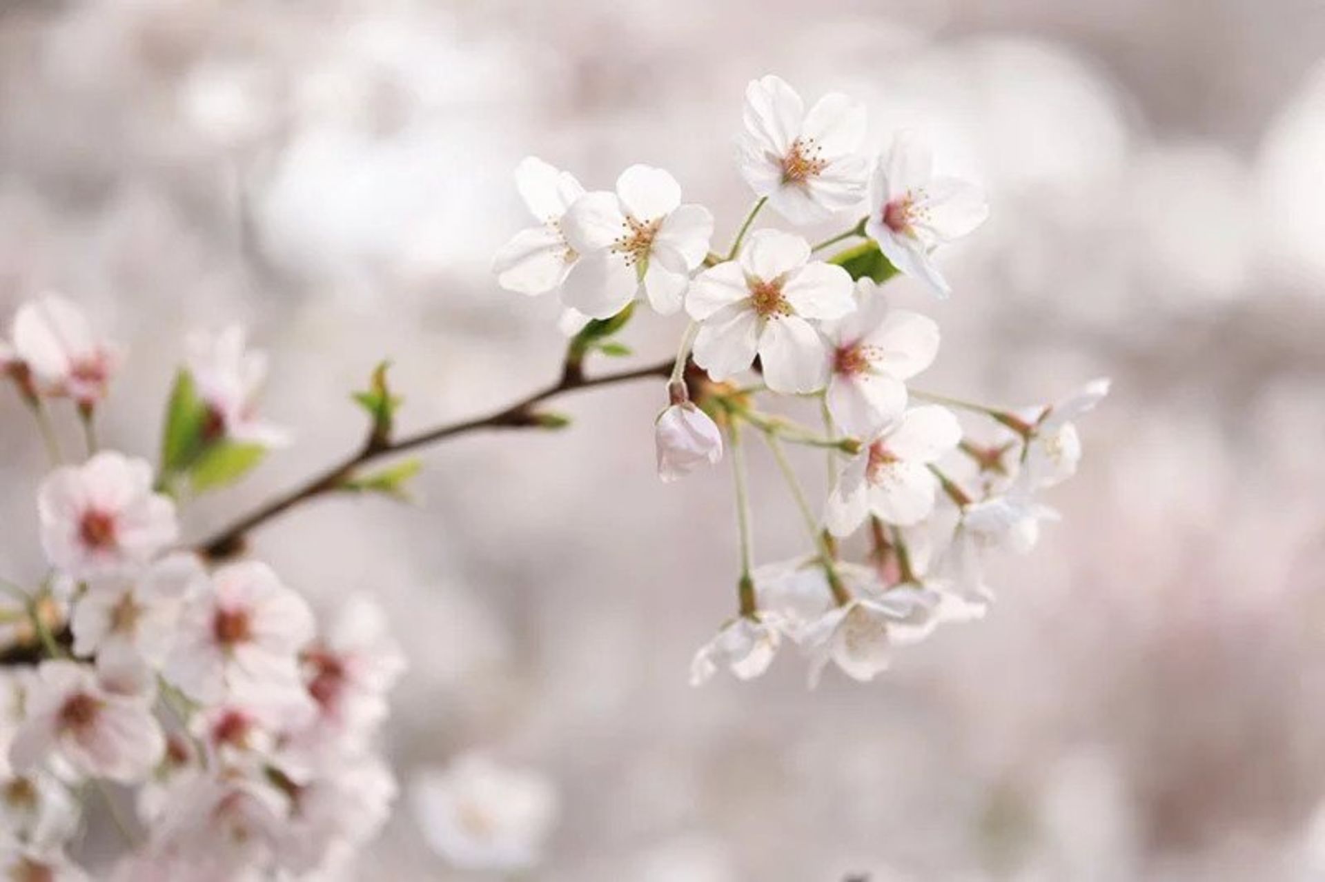 تصاویر ثبت شده با لنز جدید EF کانن