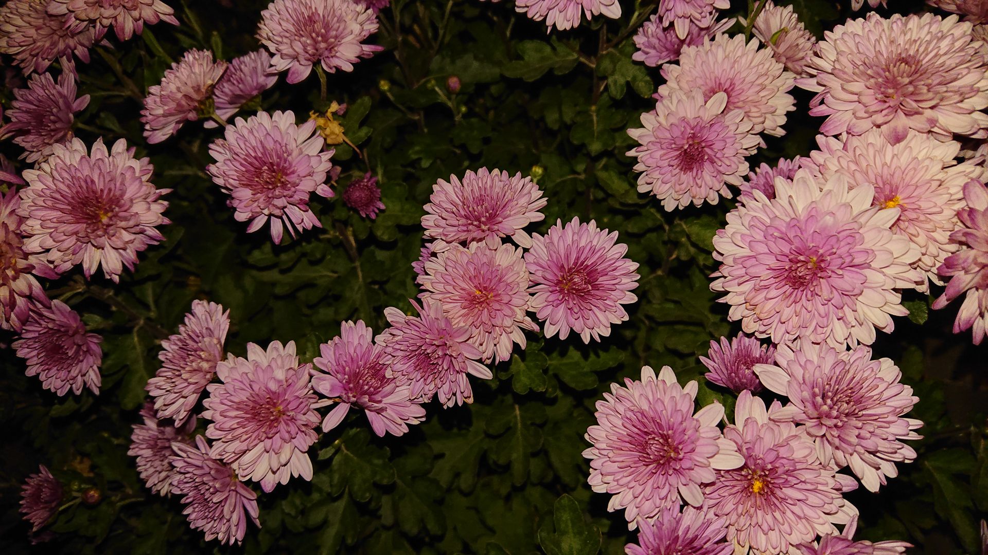 نمونه تصاویر ثبت‌شده با اکسپریا ایکس‌ زد ۲ کامپکت